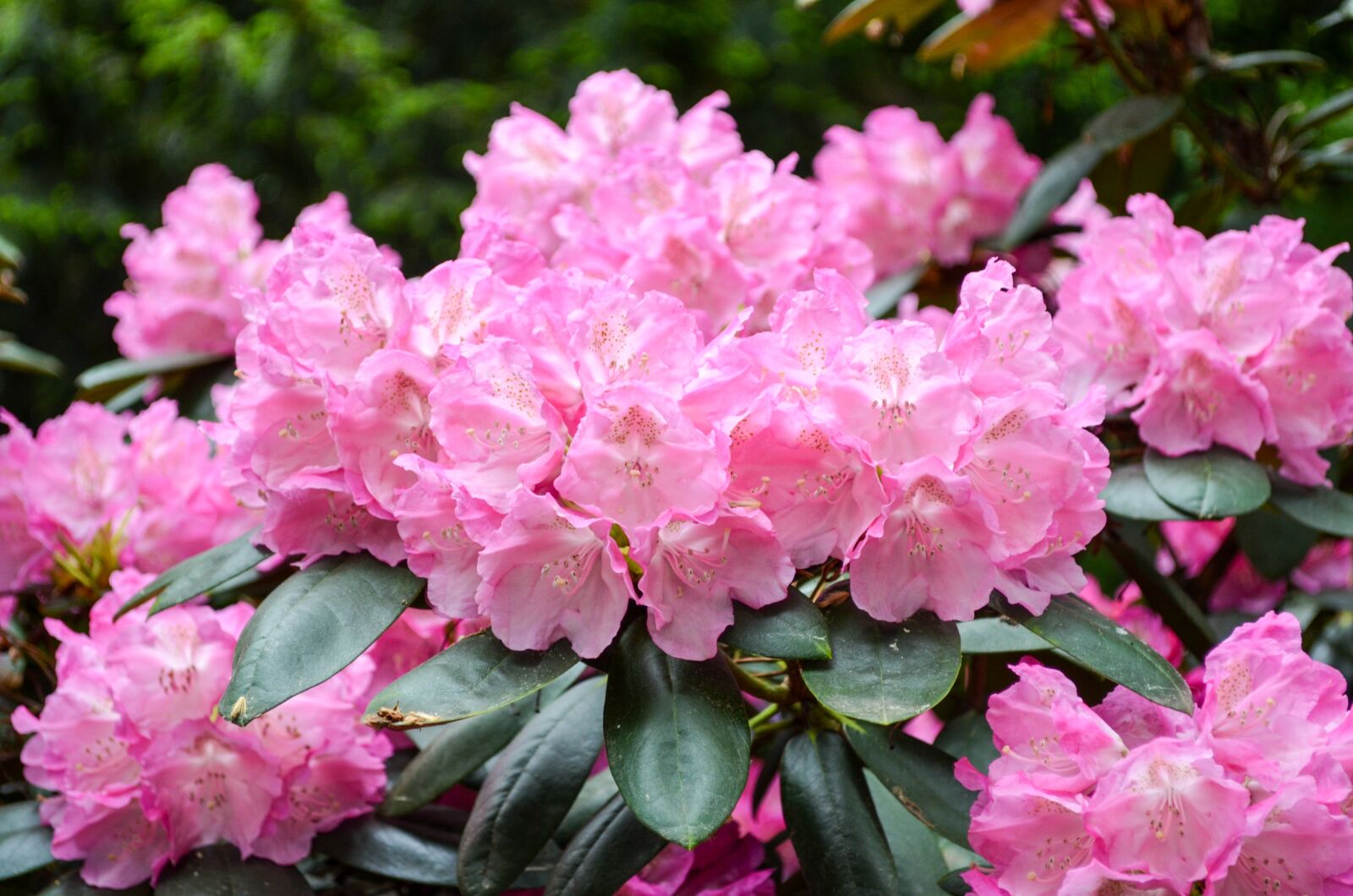 Nikon D5100 sample photo. Flower, garden, plant photography