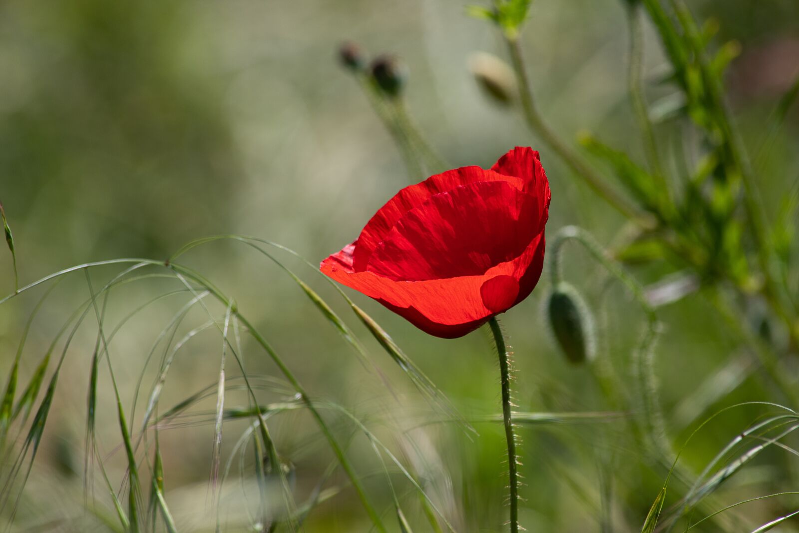 Canon EOS 6D Mark II sample photo. Poppy, plant, flower photography