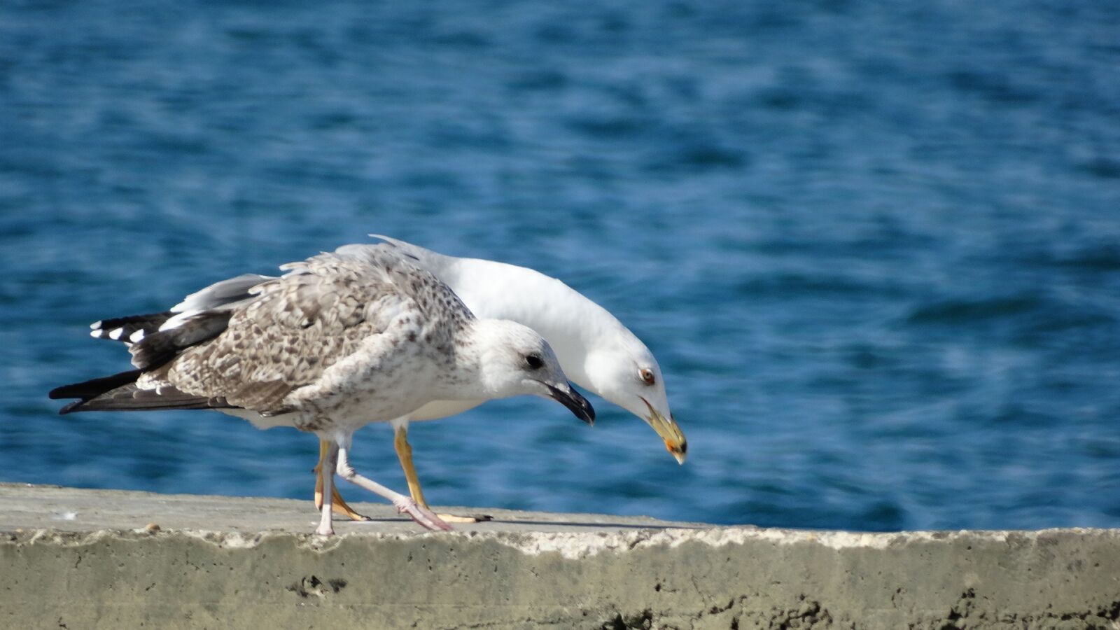 Sony Cyber-shot DSC-HX300 sample photo. Sea, bird, water photography