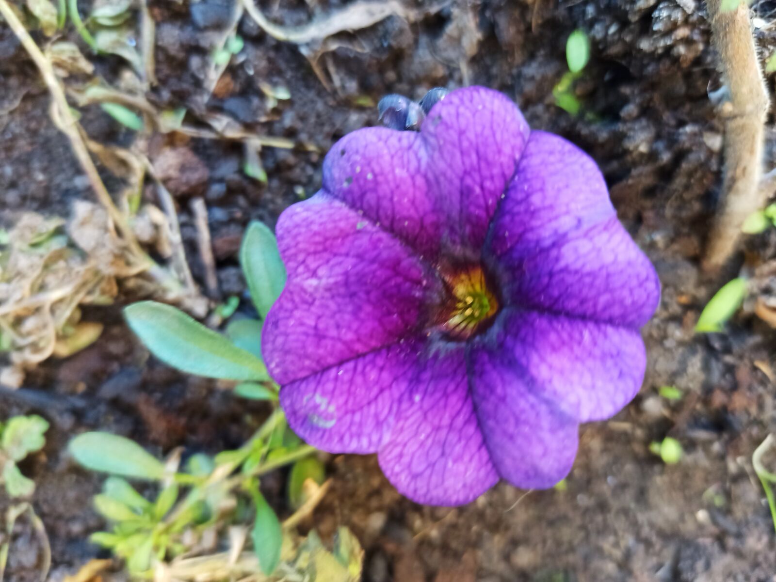 Xiaomi Redmi Note 8 Pro sample photo. Malva, flor, jardín photography