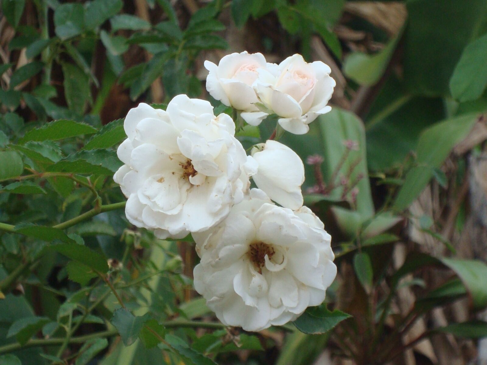 Sony Cyber-shot DSC-W120 sample photo. Flower, nature, rosa photography
