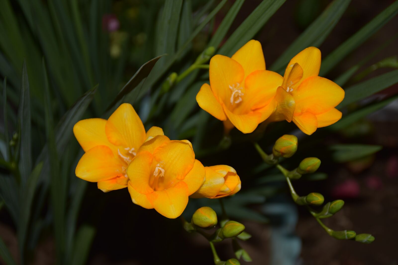 Nikon D7200 sample photo. Flower, nature, plant photography