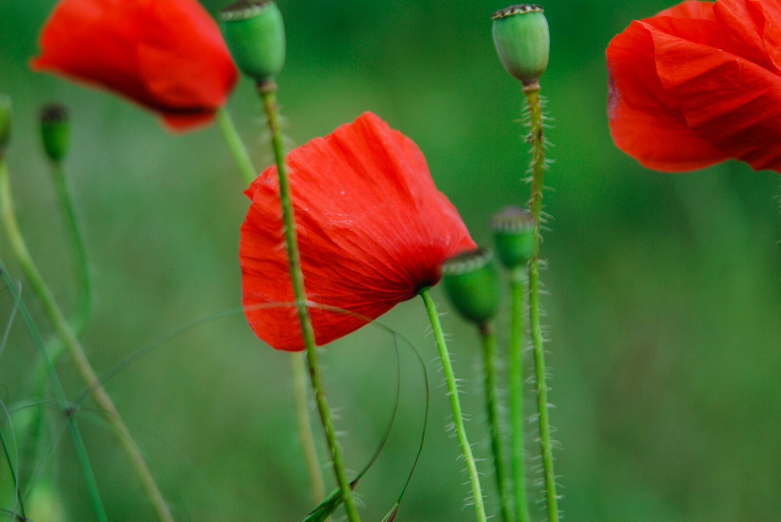 Nikon D80 sample photo. Poppies, green, stems photography