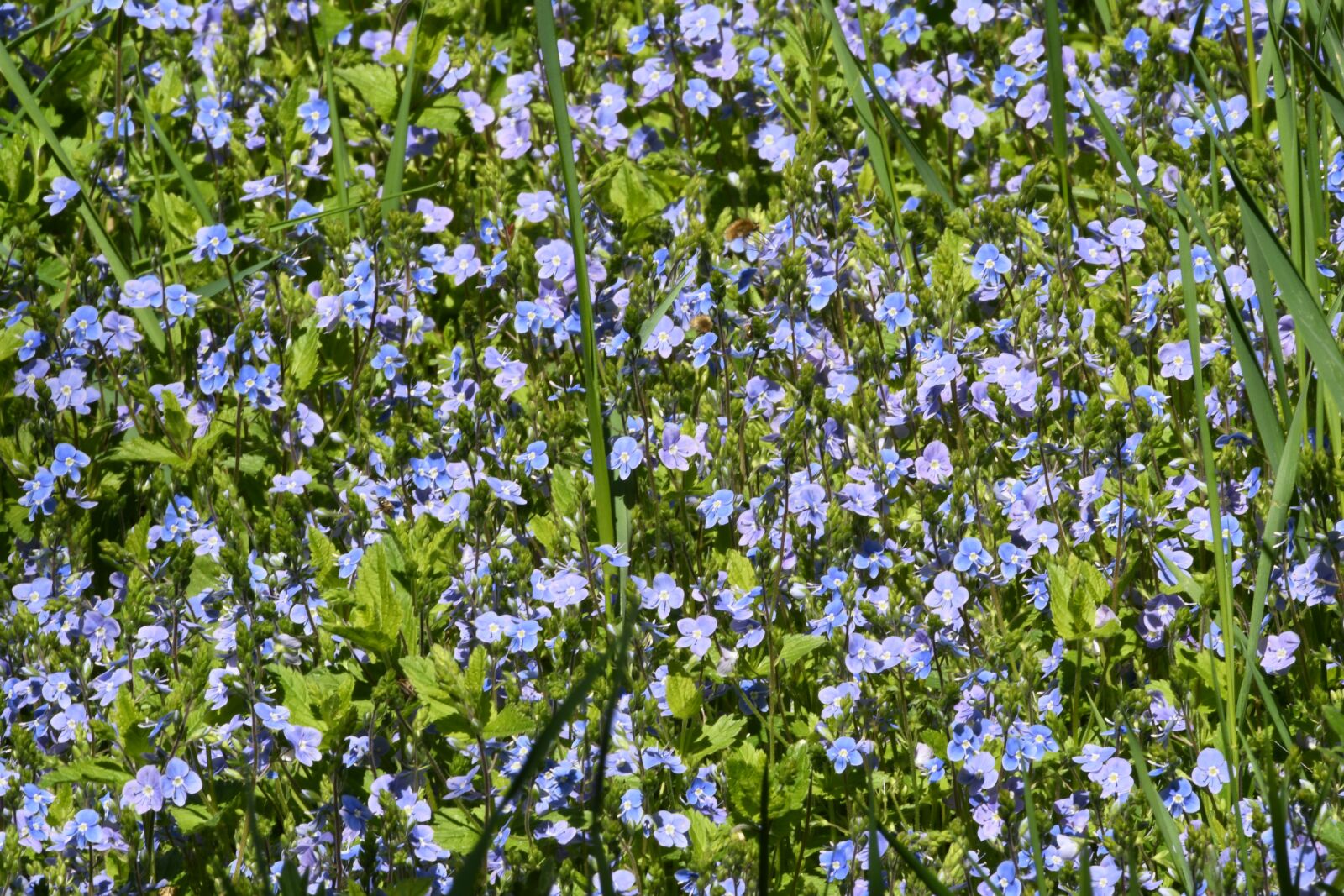 Nikon D7500 sample photo. Background, prato, flowers photography