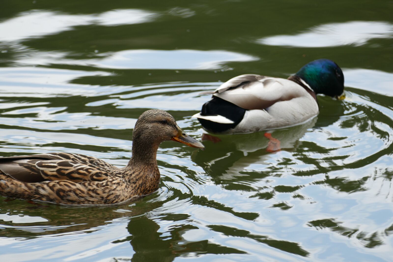 Panasonic Lumix DMC-FZ1000 sample photo. Ducks, pond, forest photography