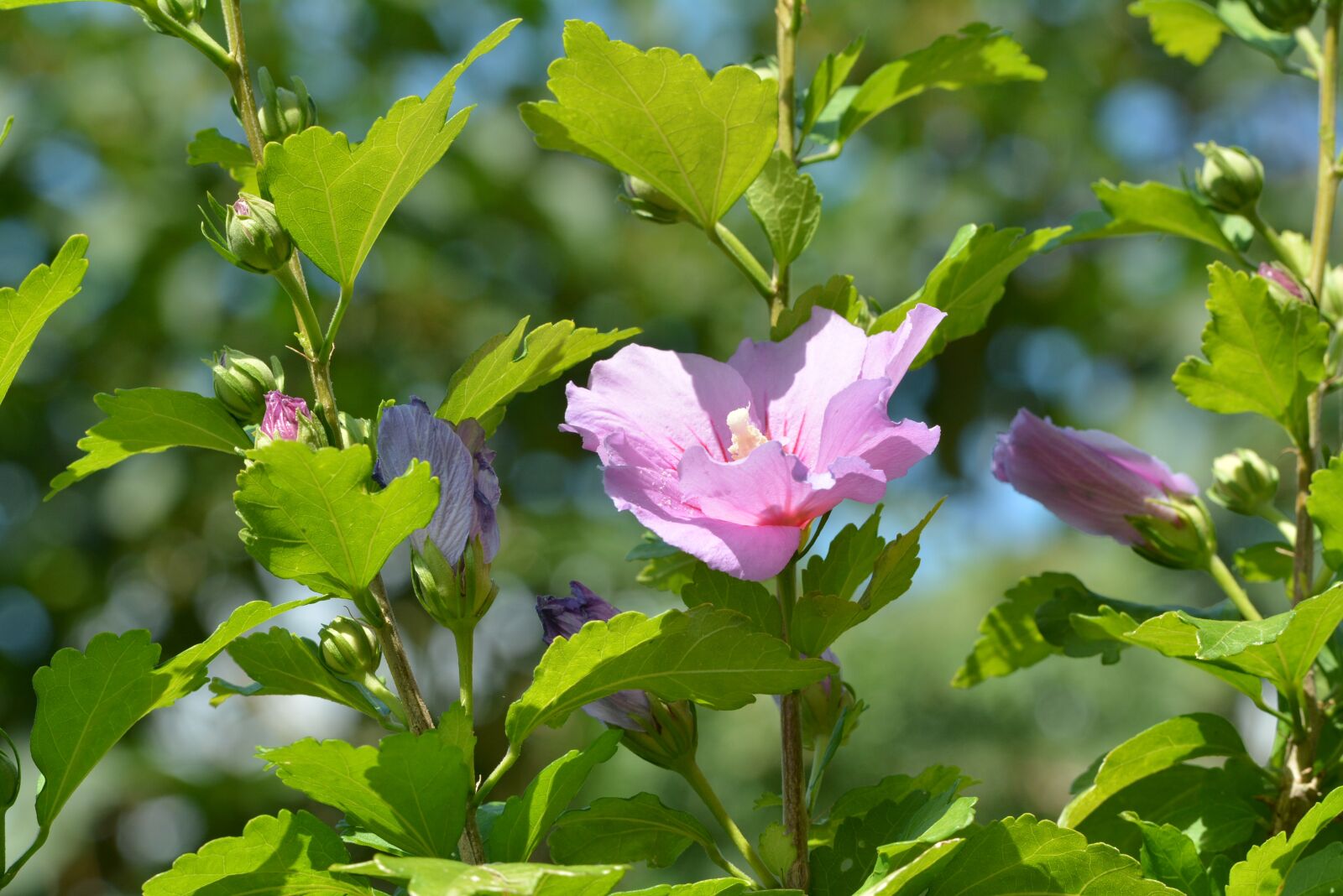 Nikon D7100 sample photo. Hybiscus, flower, flora photography