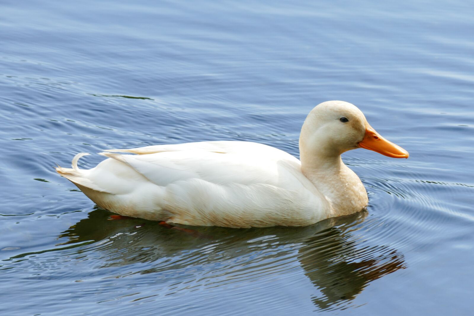 Panasonic Lumix DMC-FZ1000 sample photo. Duck, water, lake photography