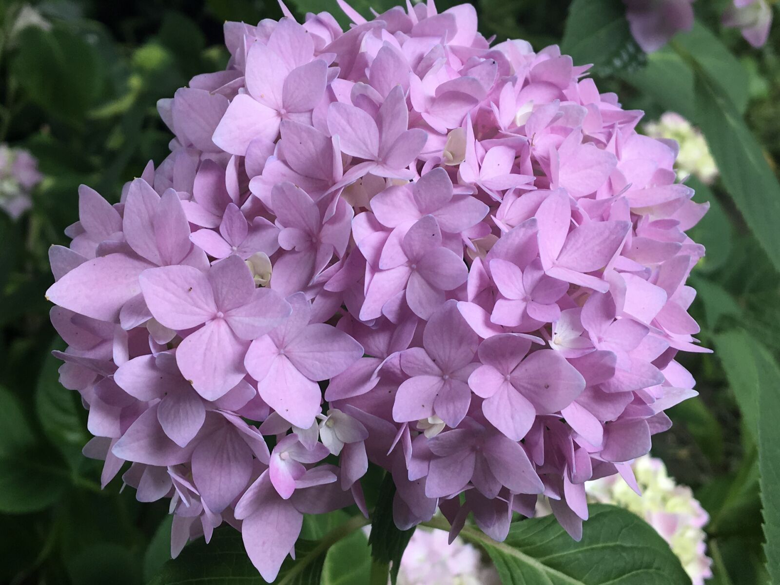 iPad Pro back camera 4.15mm f/2.2 sample photo. Hydrangea, flower, nature photography