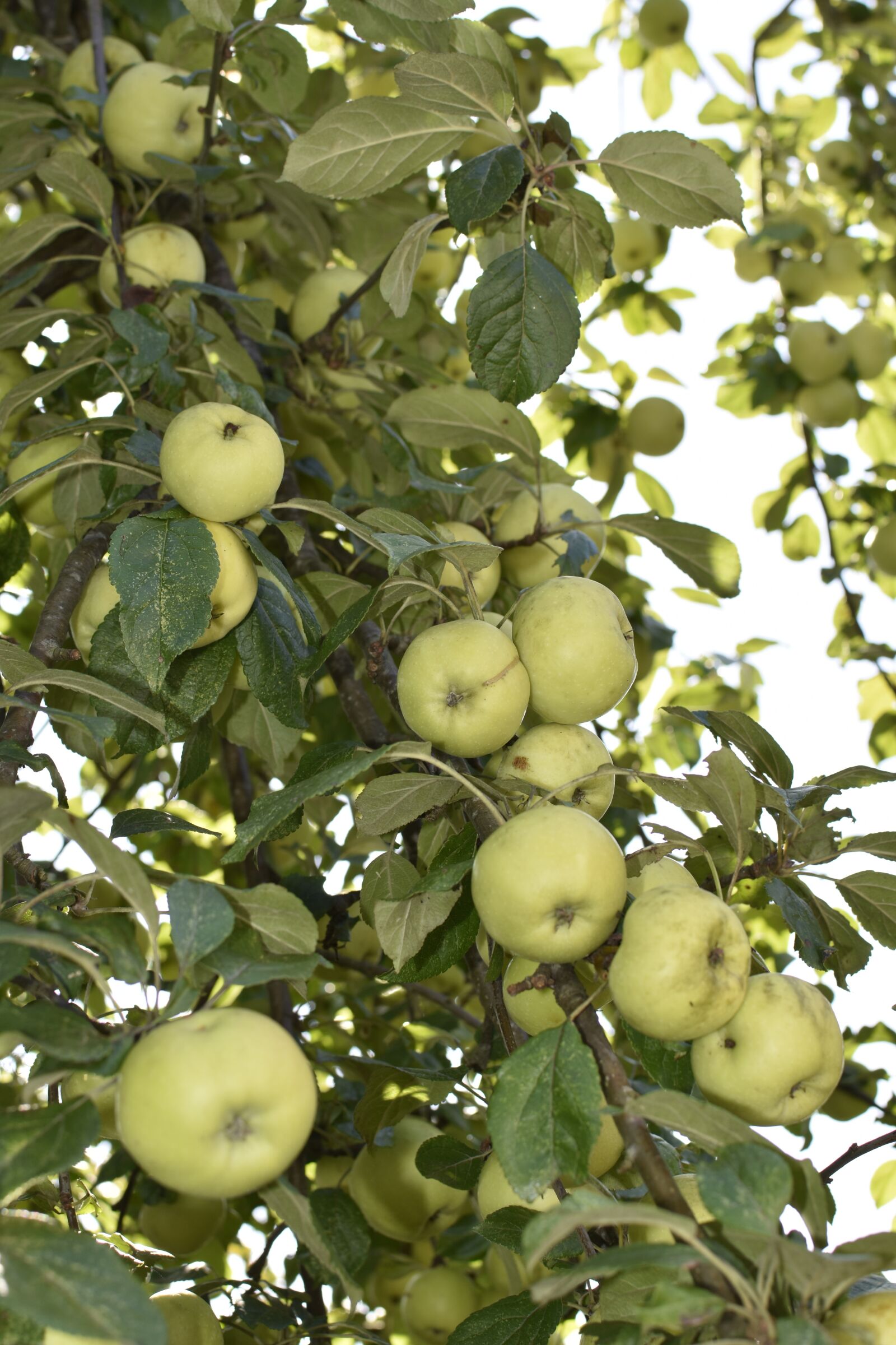 Nikon D3400 sample photo. Apple tree, harvest, fruit photography
