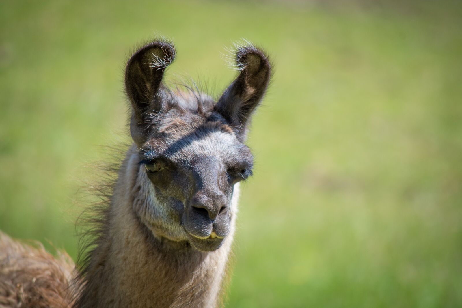 Nikon D7100 sample photo. Llama, llama head, brown photography
