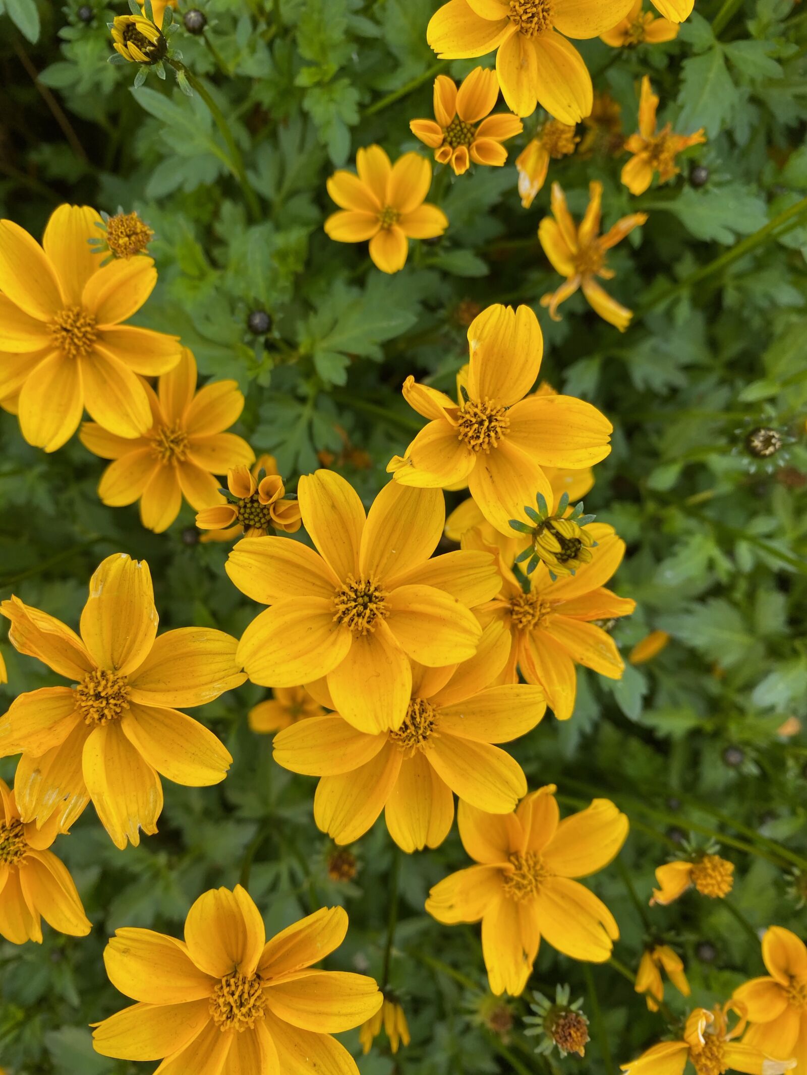 Apple iPhone 11 Pro Max + iPhone 11 Pro Max back triple camera 4.25mm f/1.8 sample photo. Yellow, flowers, bloom photography