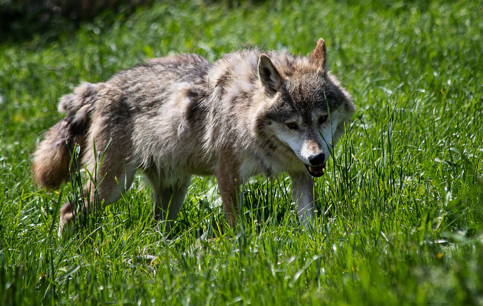Canon EF 70-300mm F4-5.6 IS USM sample photo. Wolf, mammal, animal photography
