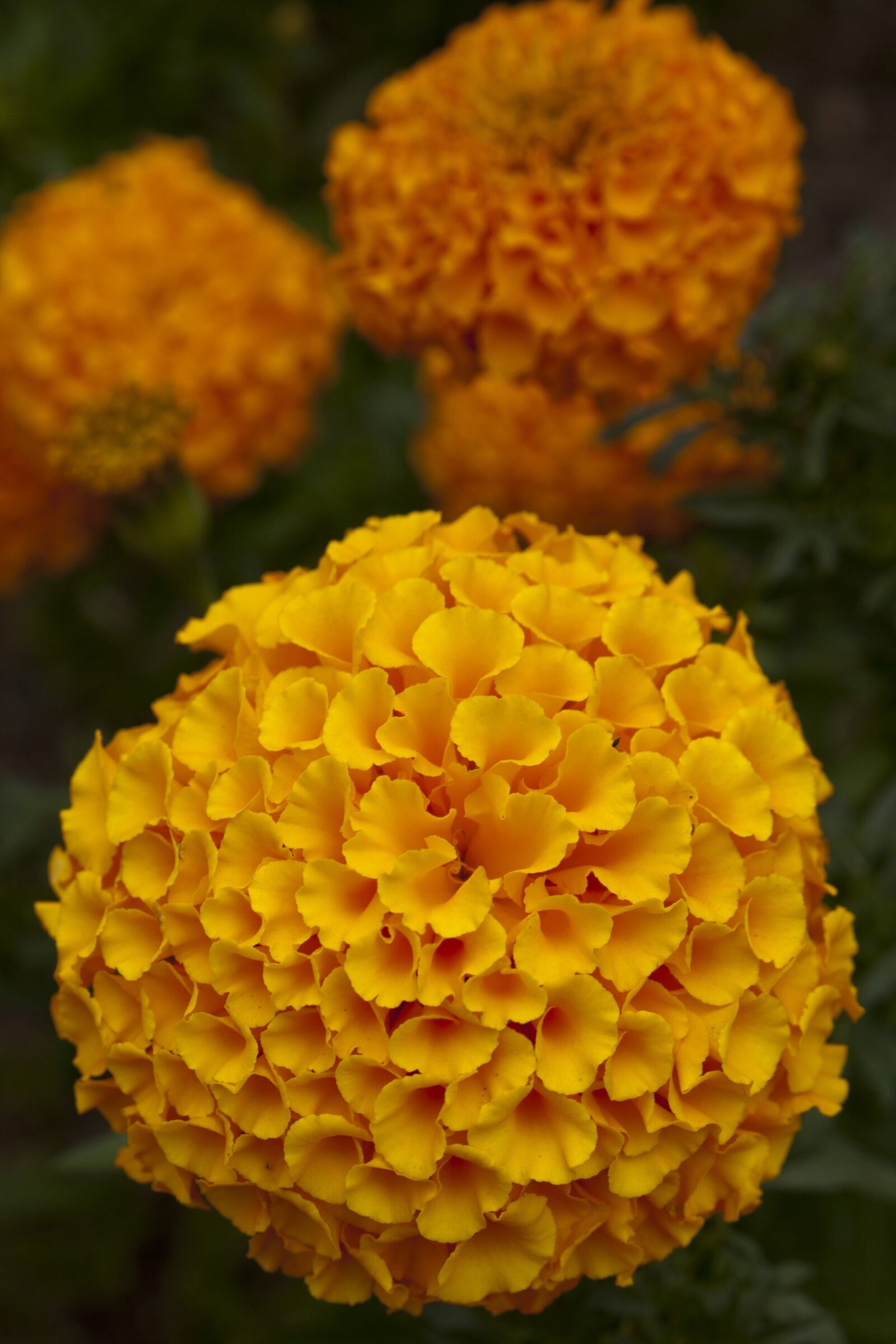 Canon EOS 5D sample photo. Autumn, autumn flowers, flowers photography