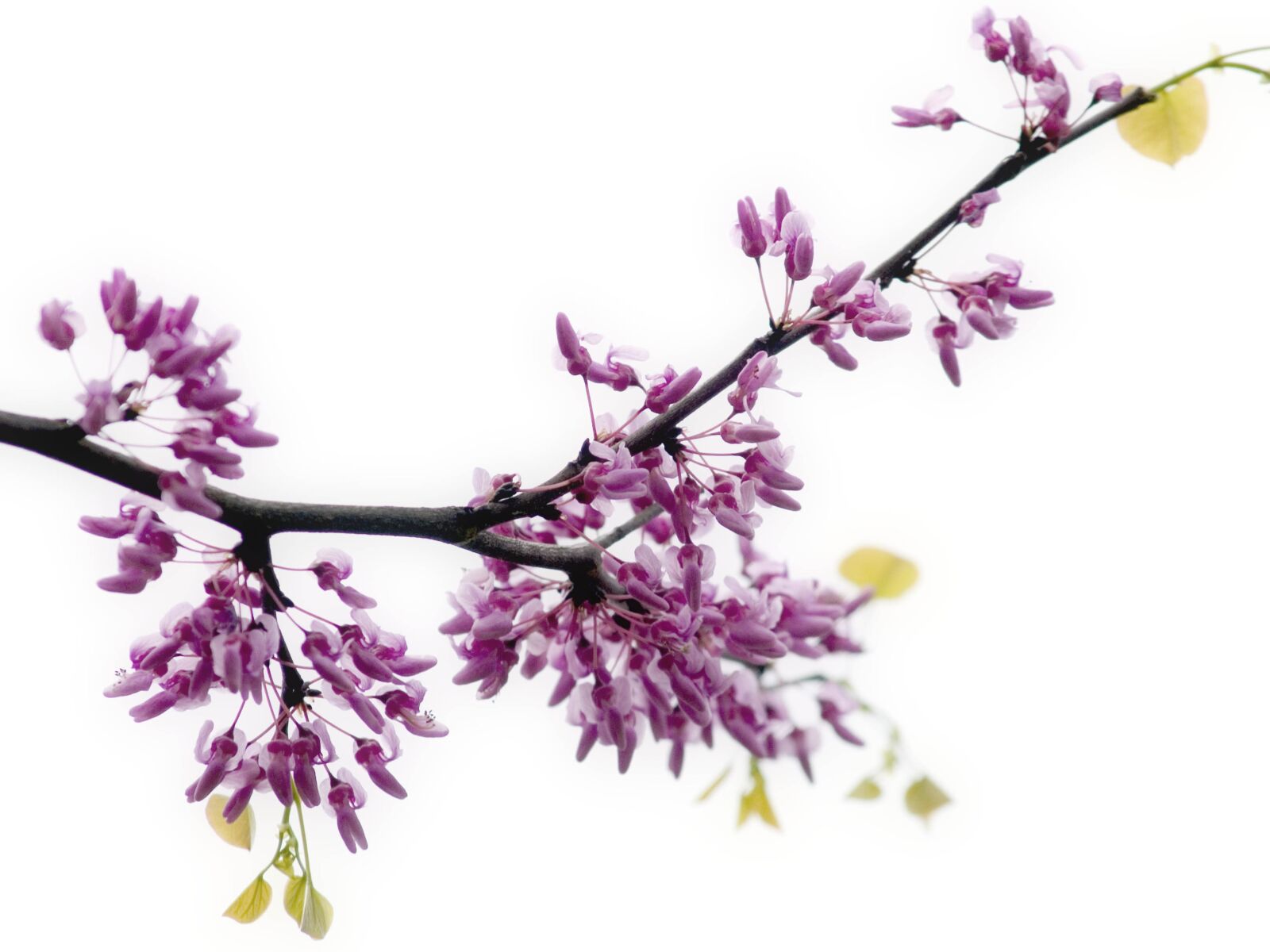 Olympus E-500 (EVOLT E-500) sample photo. Redbud, flower, tree photography