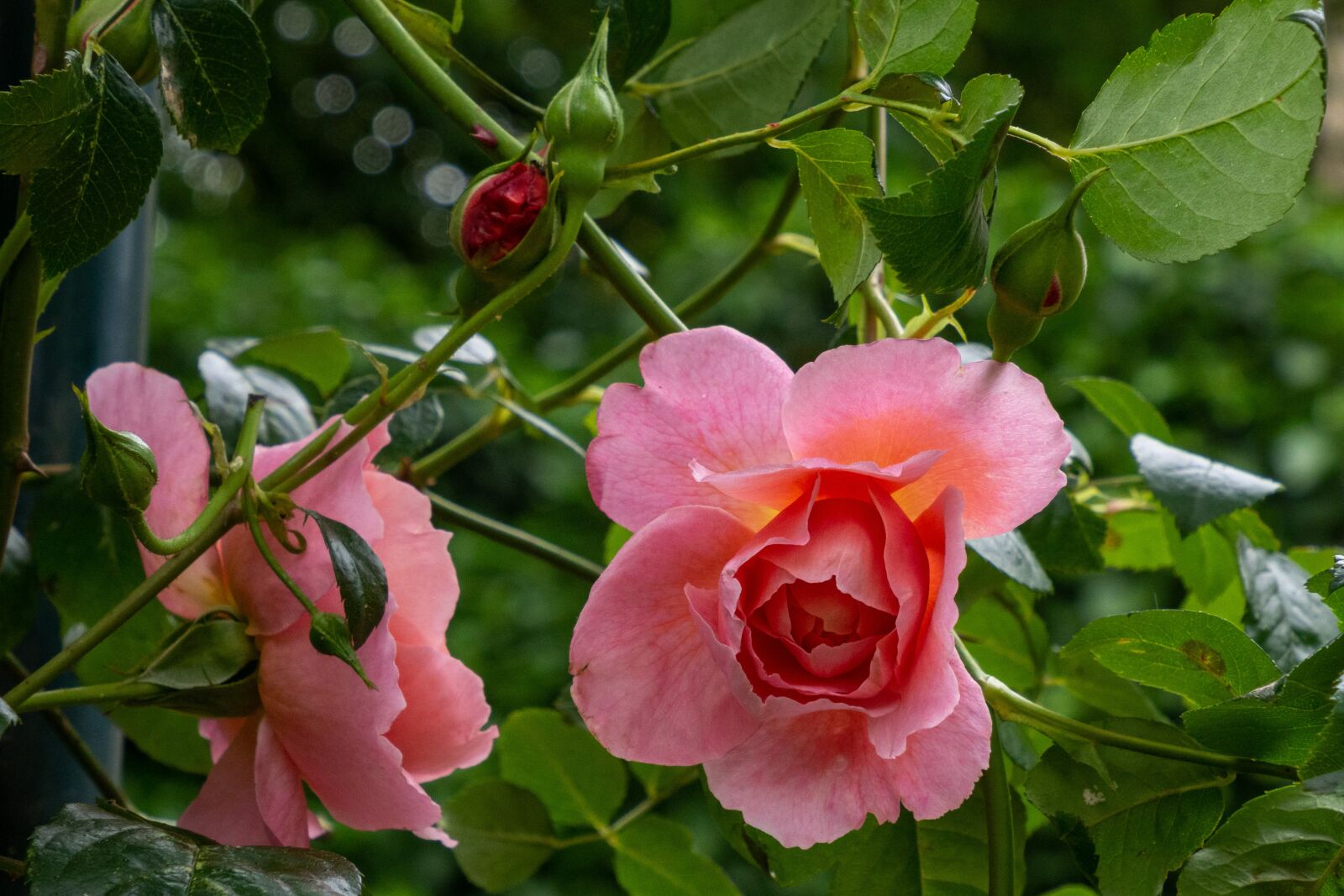 Olympus M.Zuiko Digital ED 12-200mm F3.5-6.3 sample photo. Rose, flowering, pink photography