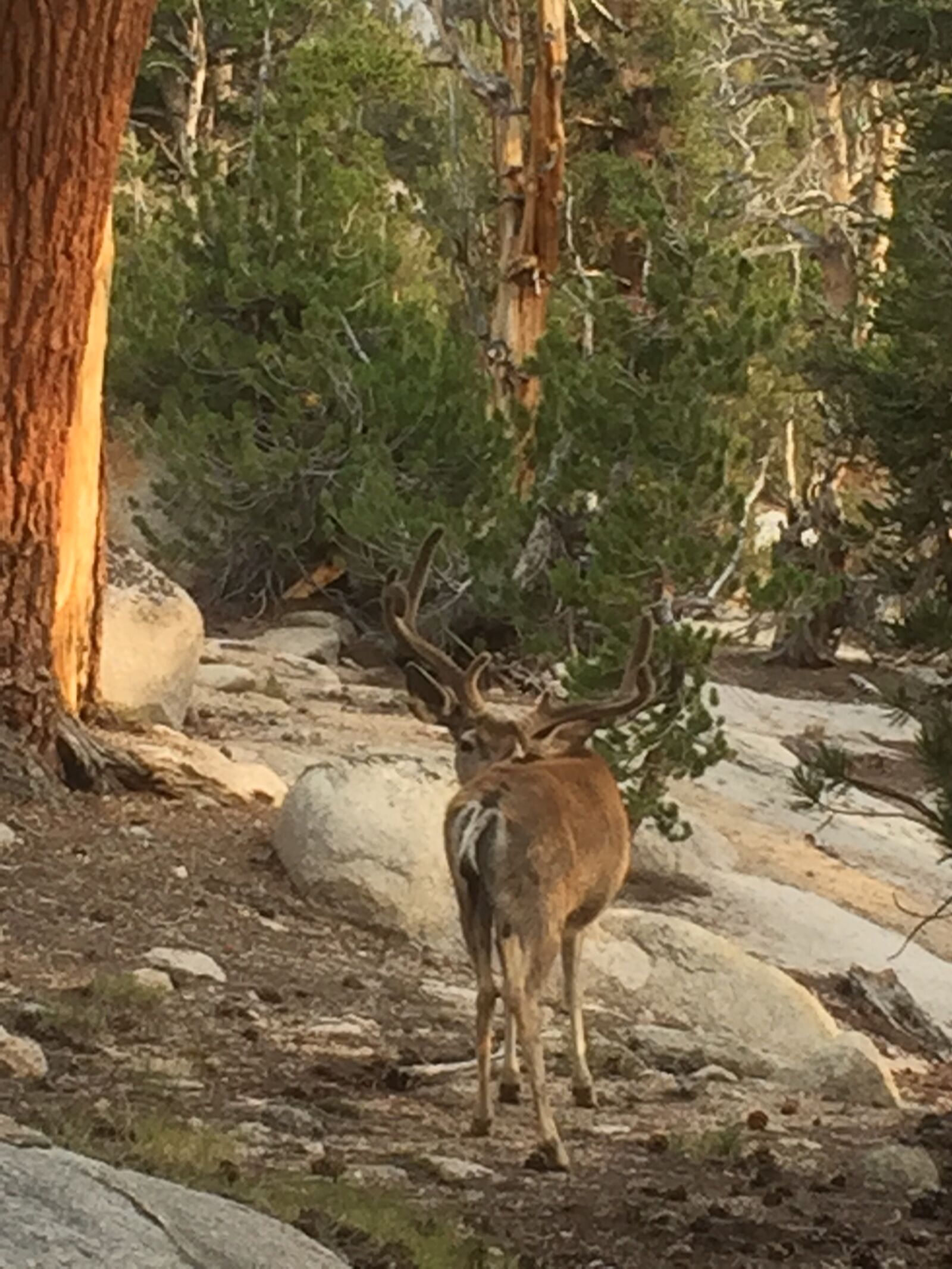 iPhone 6 back camera 4.15mm f/2.2 sample photo. Deer photography