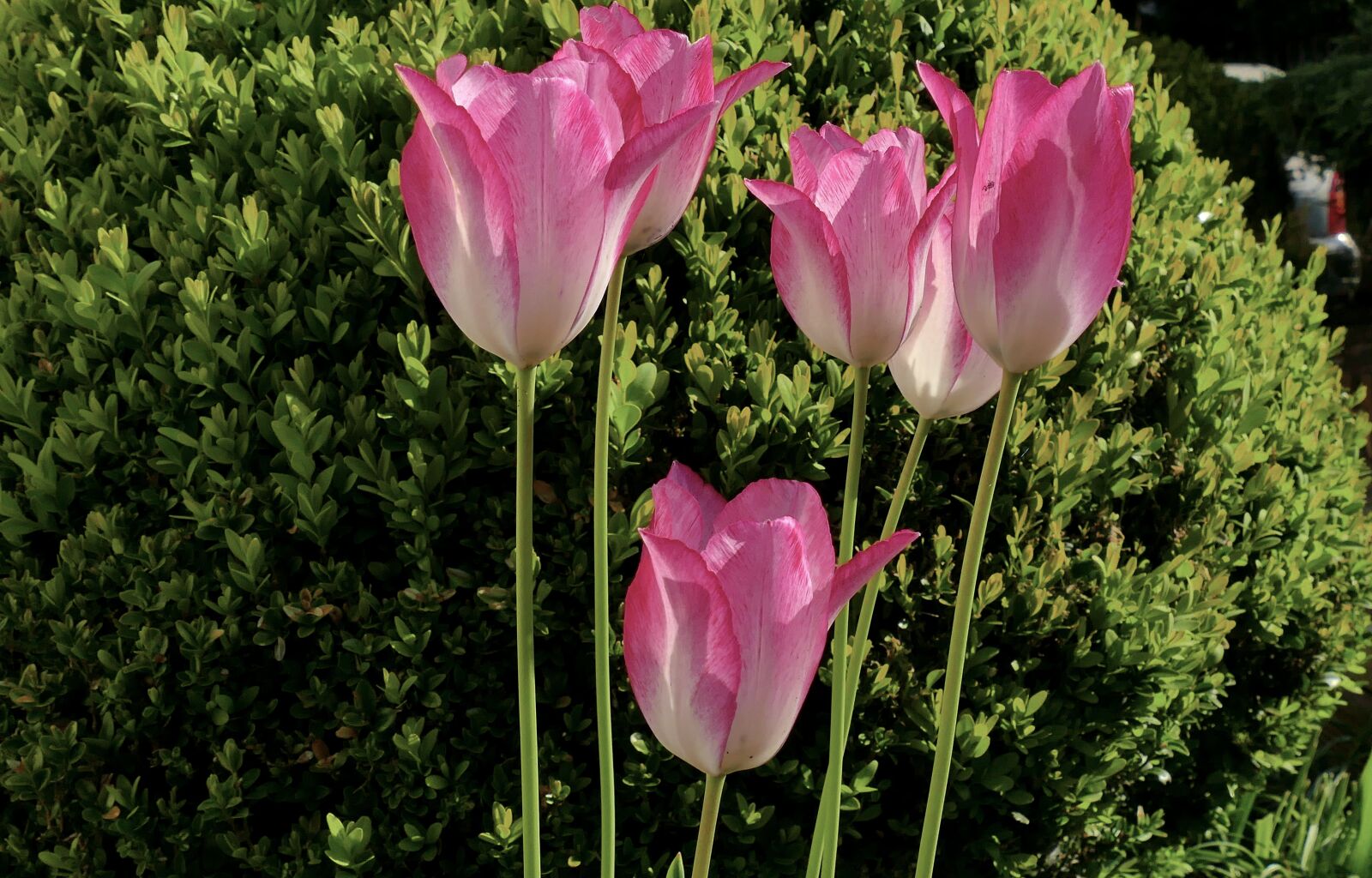 Panasonic Lumix DMC-FZ1000 sample photo. Tulip, flower, violet photography