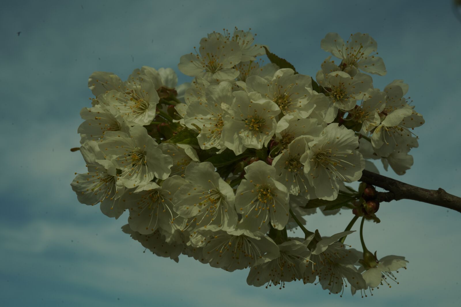 Sony FE 50mm F2.8 Macro sample photo. Close-up, cherry blossom, white photography