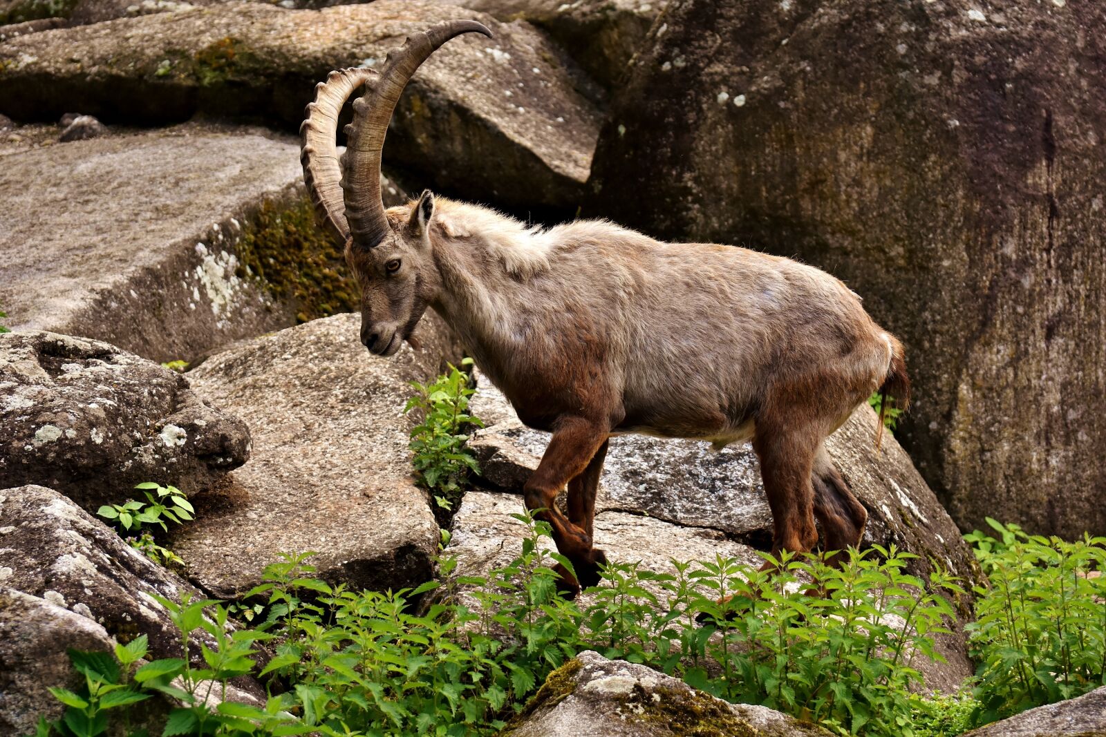 Nikon D7200 sample photo. Capricorn, horns, animal photography