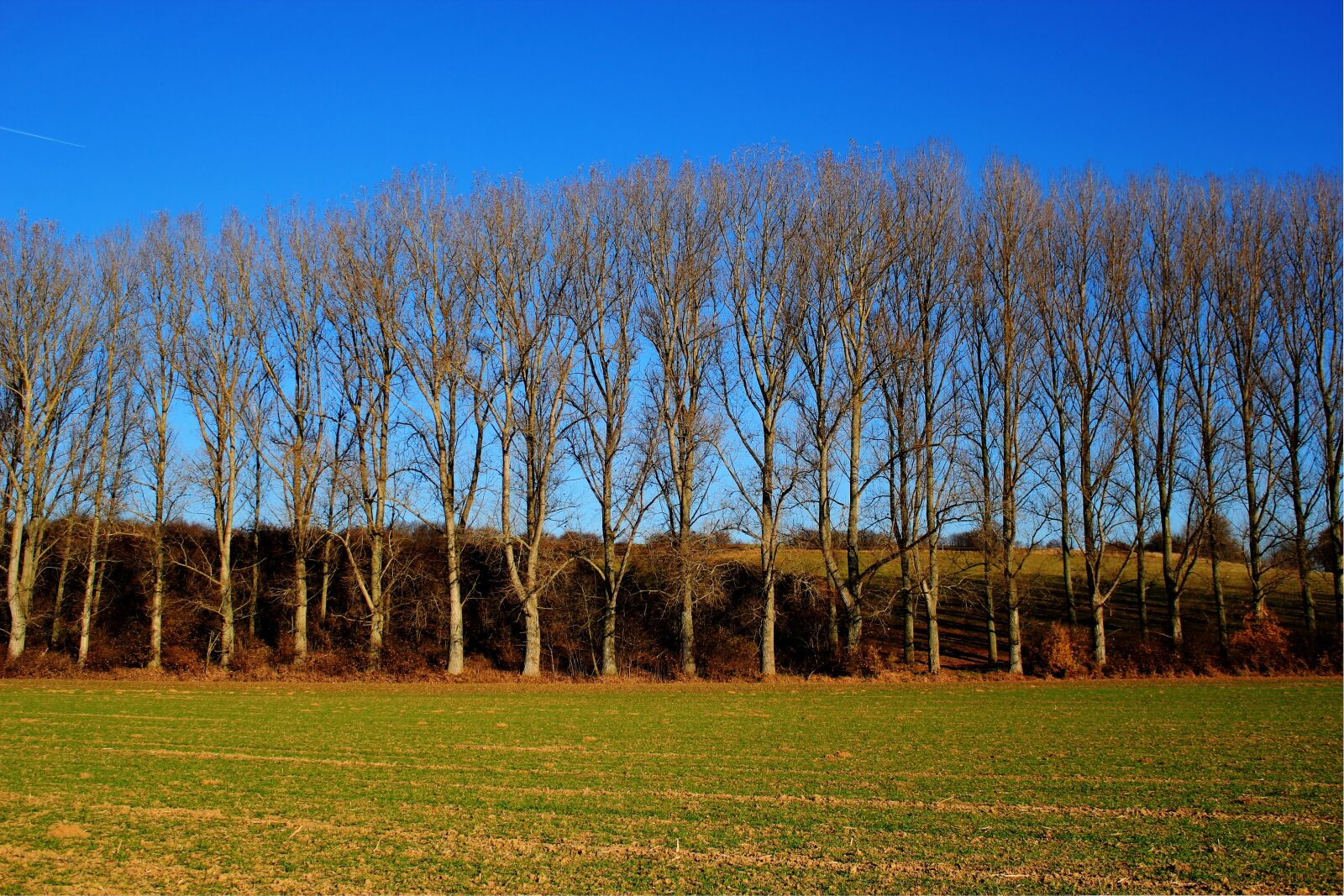 Canon EOS 550D (EOS Rebel T2i / EOS Kiss X4) sample photo. Field, trees, sky photography