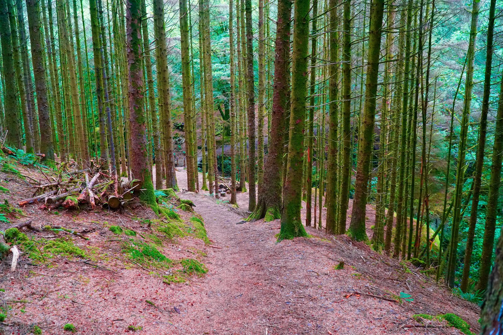 Sony a6300 + Sony E PZ 18-105mm F4 G OSS sample photo. Forest, woodland, path photography