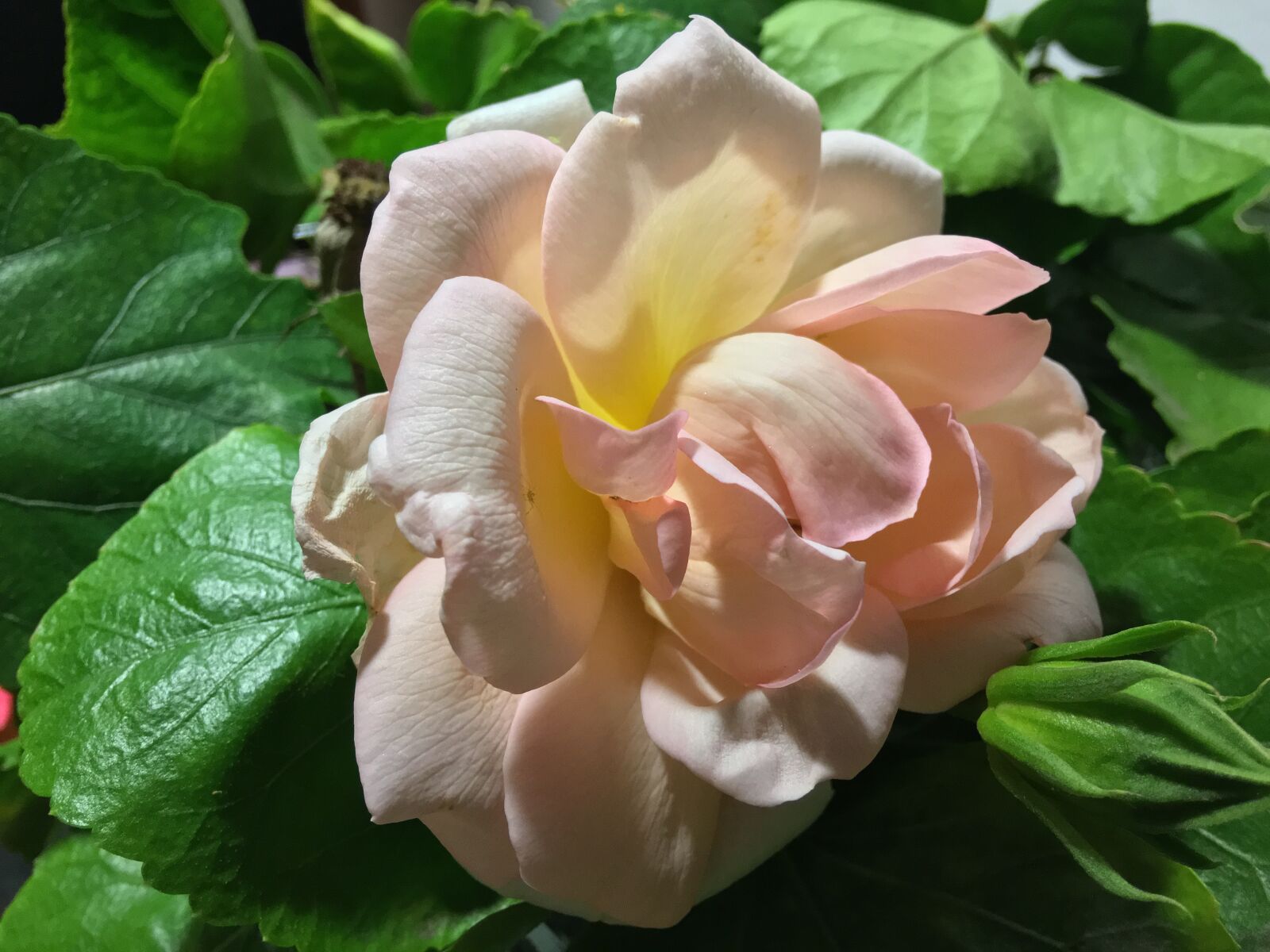 Apple iPhone 6s Plus sample photo. Pink rose, white rose photography