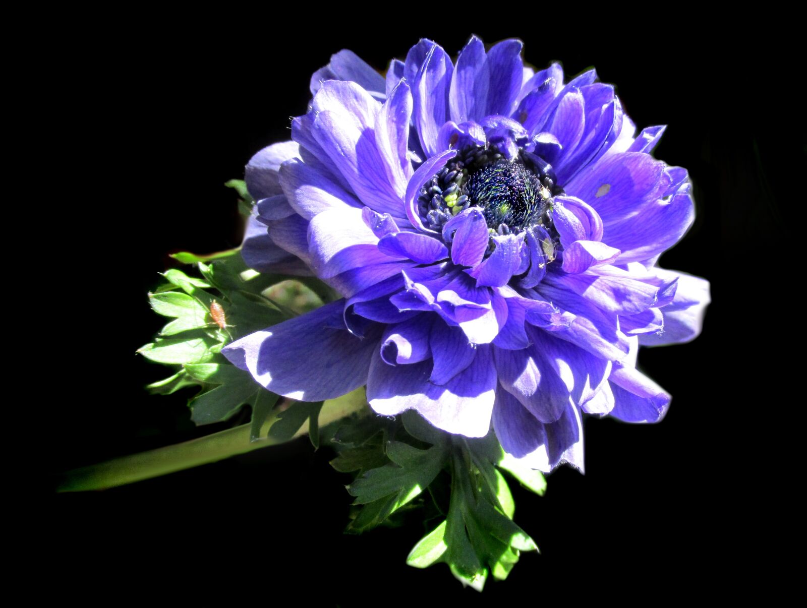 Canon PowerShot SX170 IS sample photo. Purple, anemone, flower photography