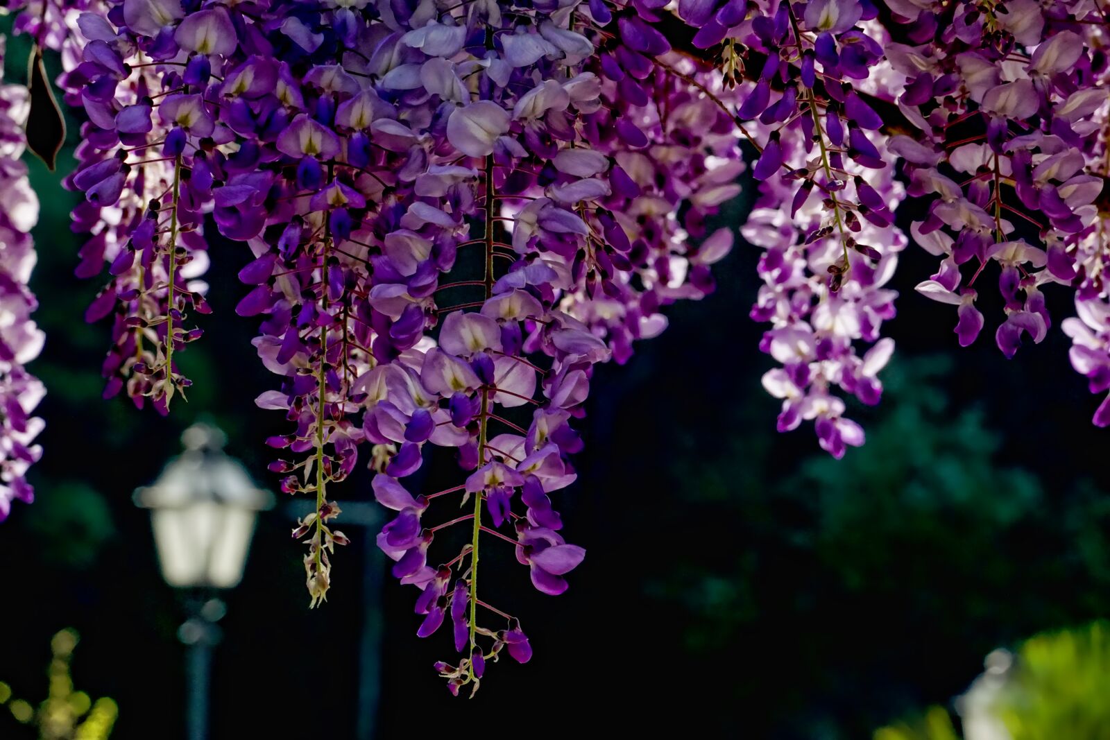 Sony a6000 sample photo. Flower, plant, garden photography