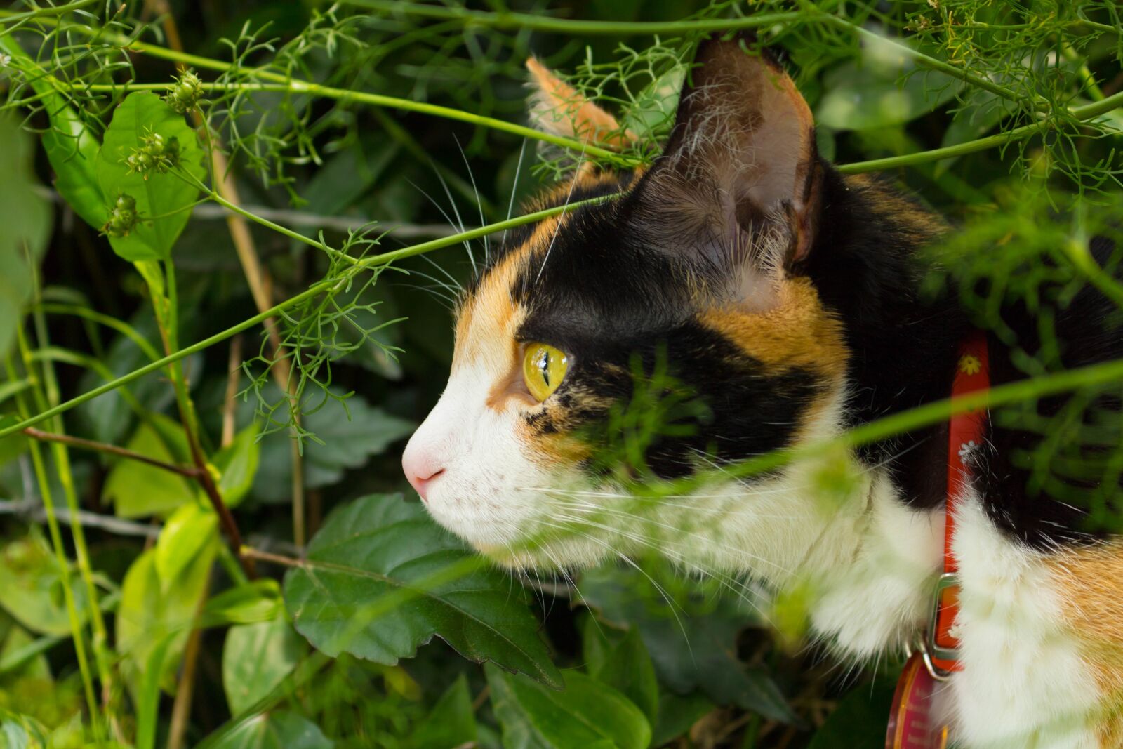 Canon EOS 750D (EOS Rebel T6i / EOS Kiss X8i) sample photo. Cat, feline, gata photography