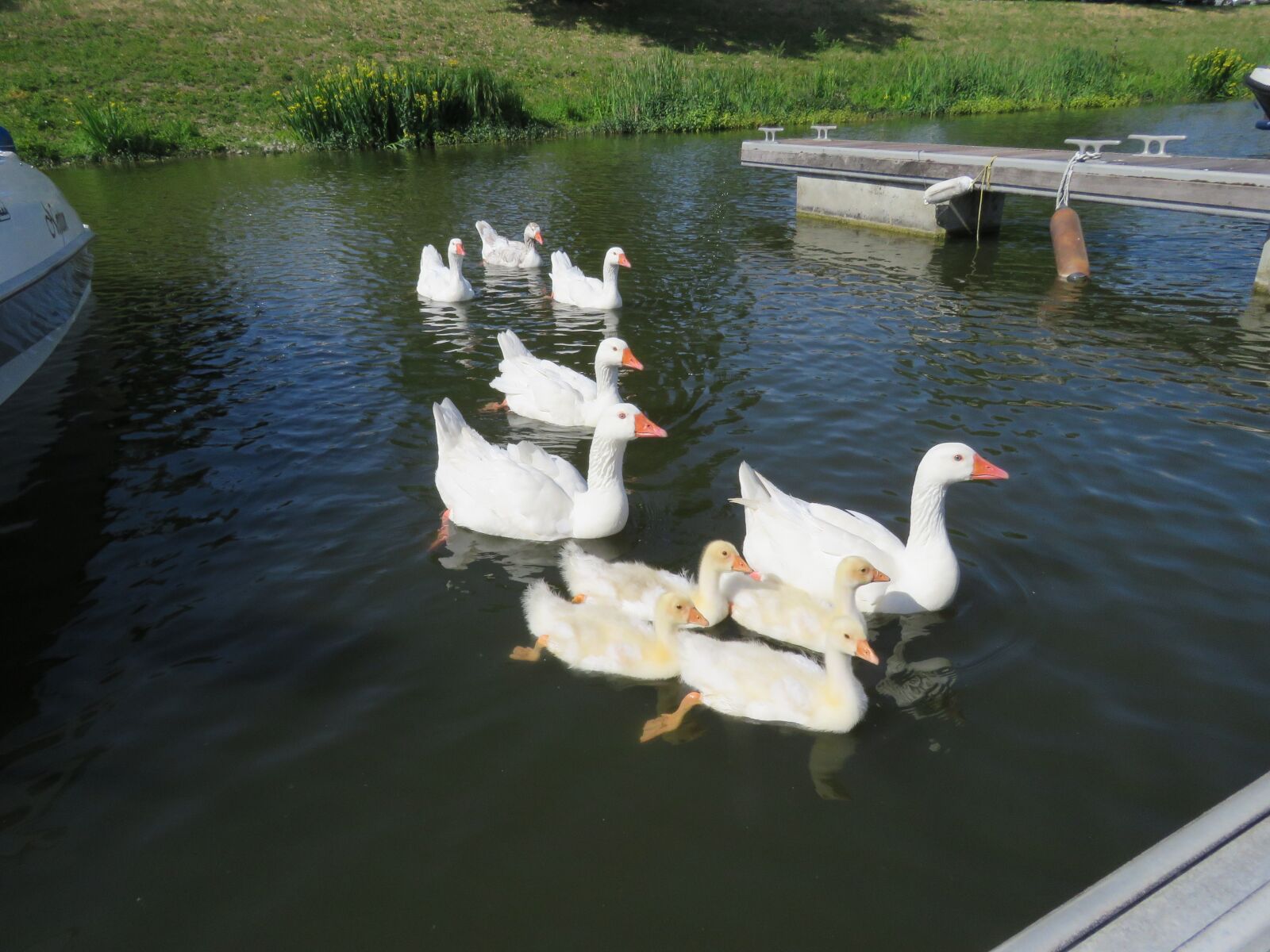Canon PowerShot SX60 HS sample photo. Geese, boy, chicks photography