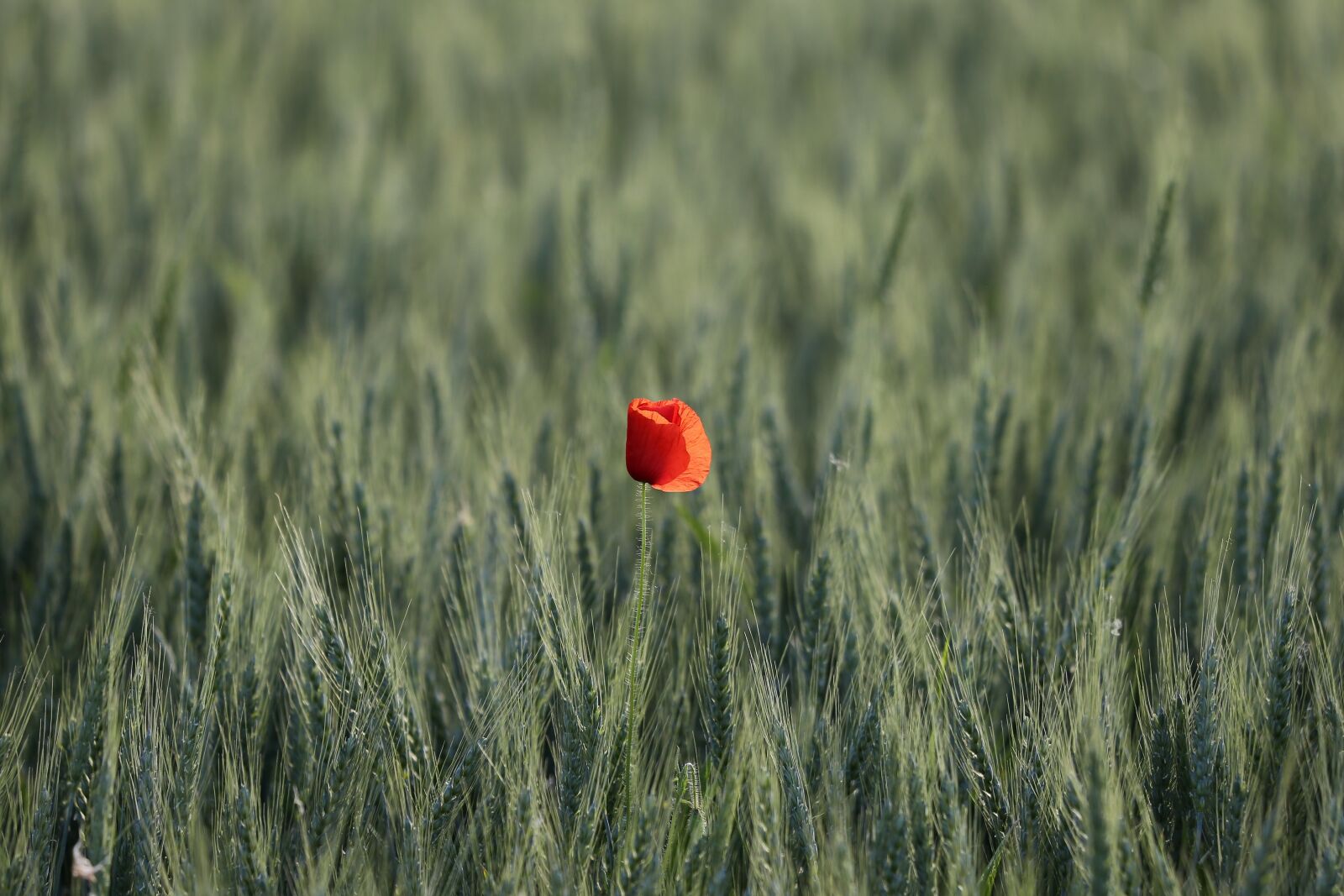 Canon EF 70-300 F4-5.6 IS II USM sample photo. One red poppy, green photography