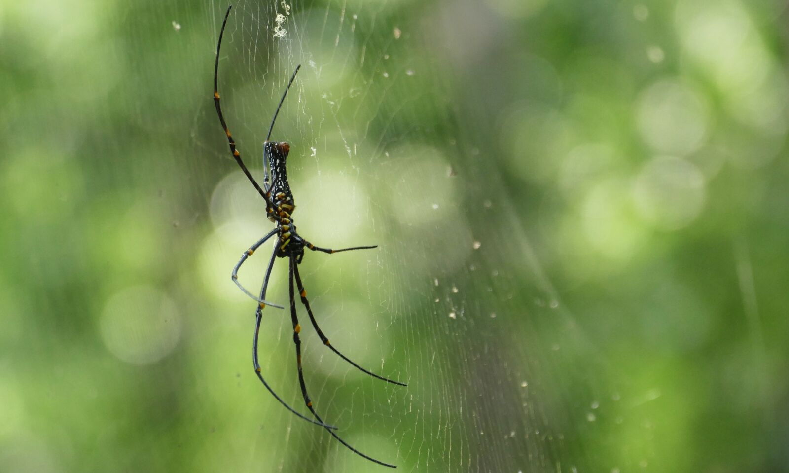 Panasonic Lumix DMC-FZ1000 sample photo. Spider, web, jungle photography