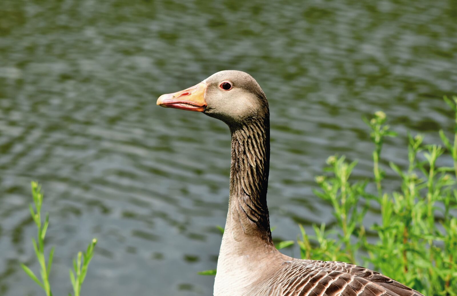 Nikon D7200 sample photo