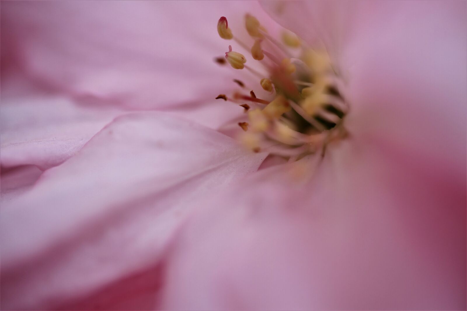 Canon EF-S 35mm F2.8 Macro IS STM sample photo. Blossom, bloom, rose photography