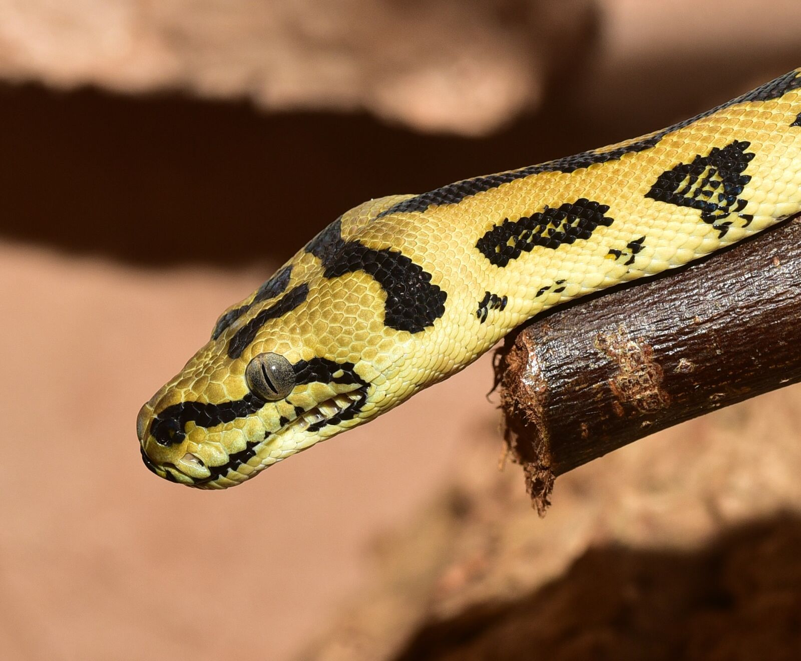 Nikon D750 sample photo. Snake, reptile, animal world photography