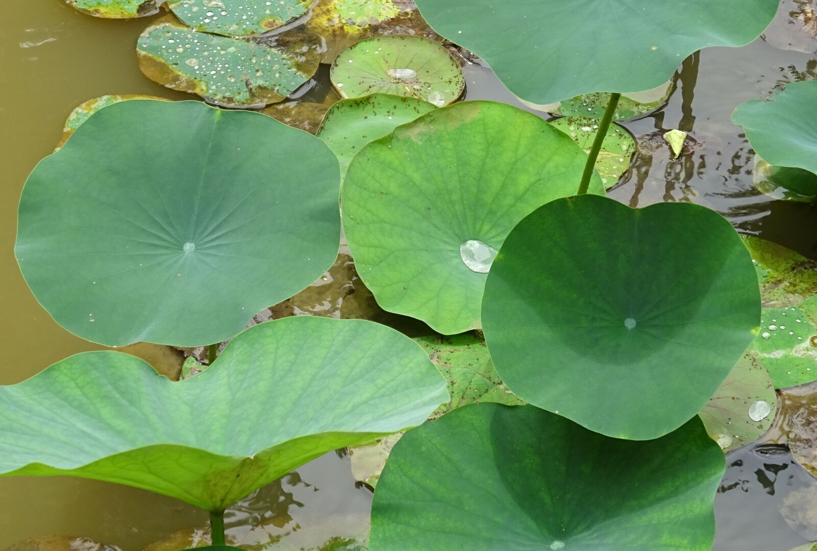 Sony DSC-HX60V sample photo. Lotus, leaves, white photography