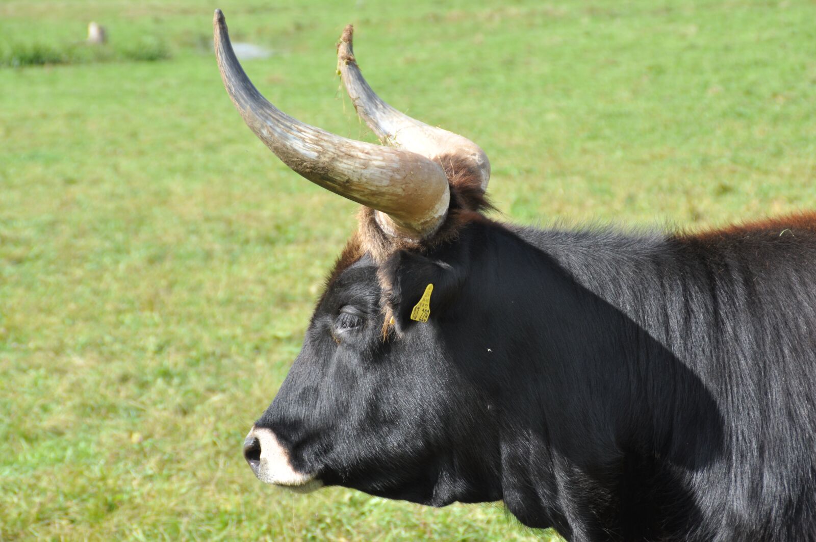 Nikon D90 sample photo. Aurochs, animal, horns photography