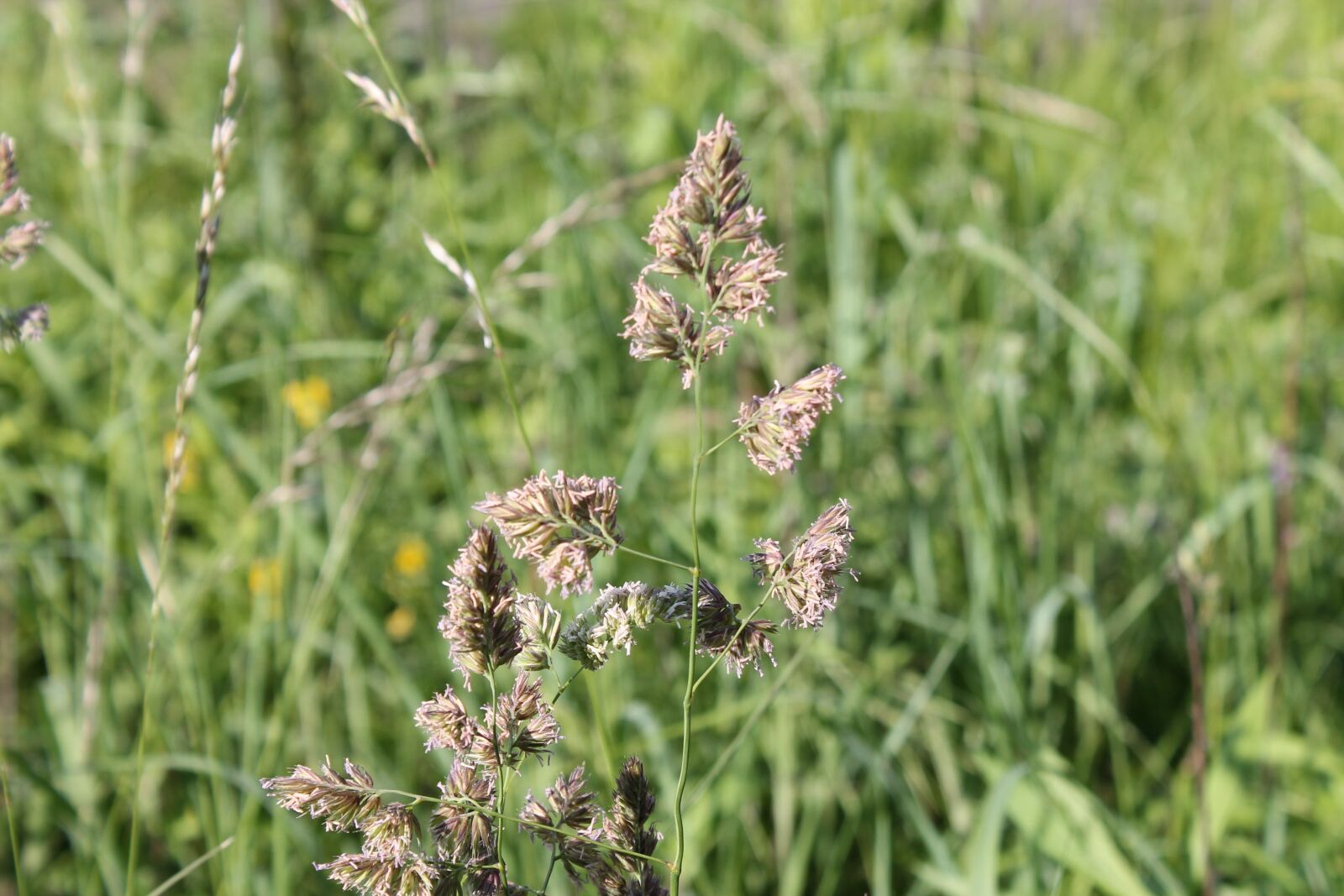 Canon EOS 1100D (EOS Rebel T3 / EOS Kiss X50) sample photo. Meadow, grass, plant photography
