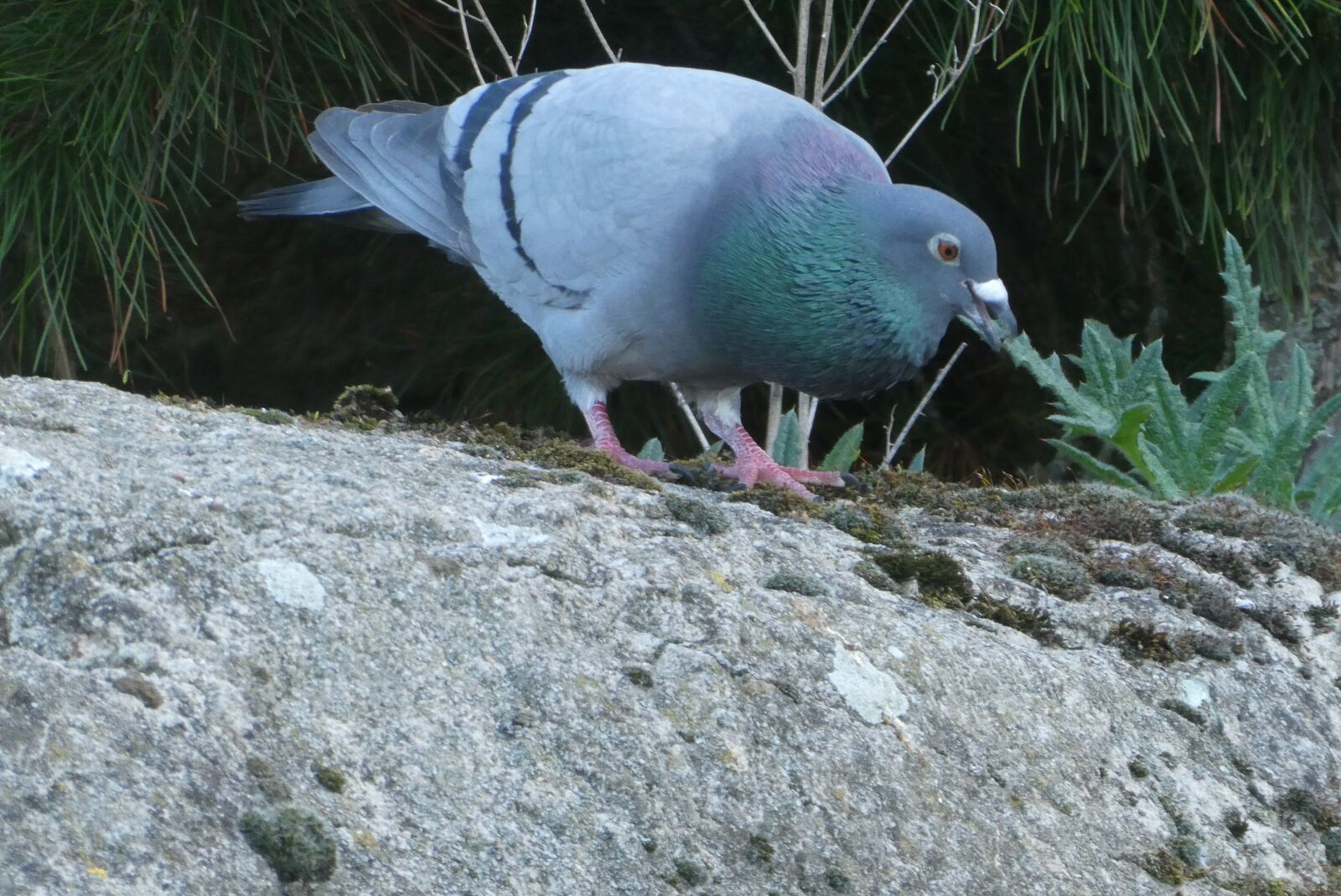 Panasonic Lumix DC-ZS70 (Lumix DC-TZ90) sample photo. Ringdove, nature, birds photography