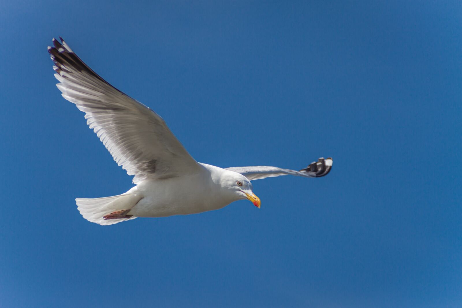 Canon EOS 7D sample photo. Seagull, herring gull, flying photography