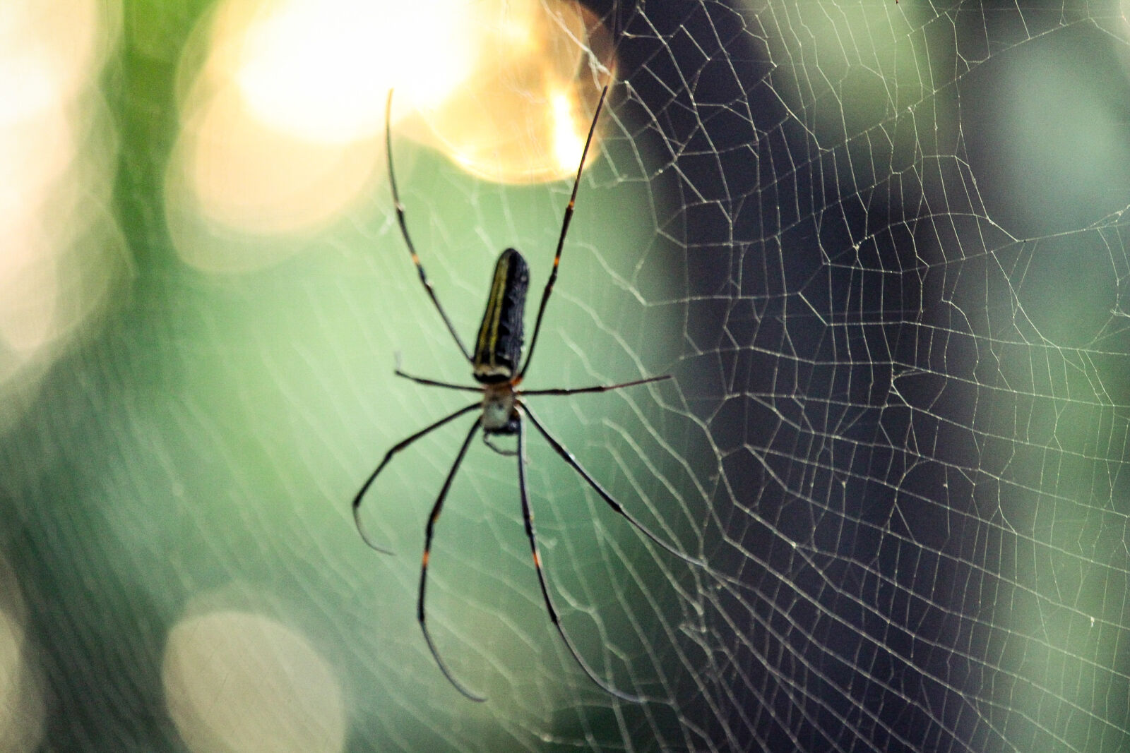 Canon EOS 700D (EOS Rebel T5i / EOS Kiss X7i) sample photo. Spider, spider, web, wildlife photography