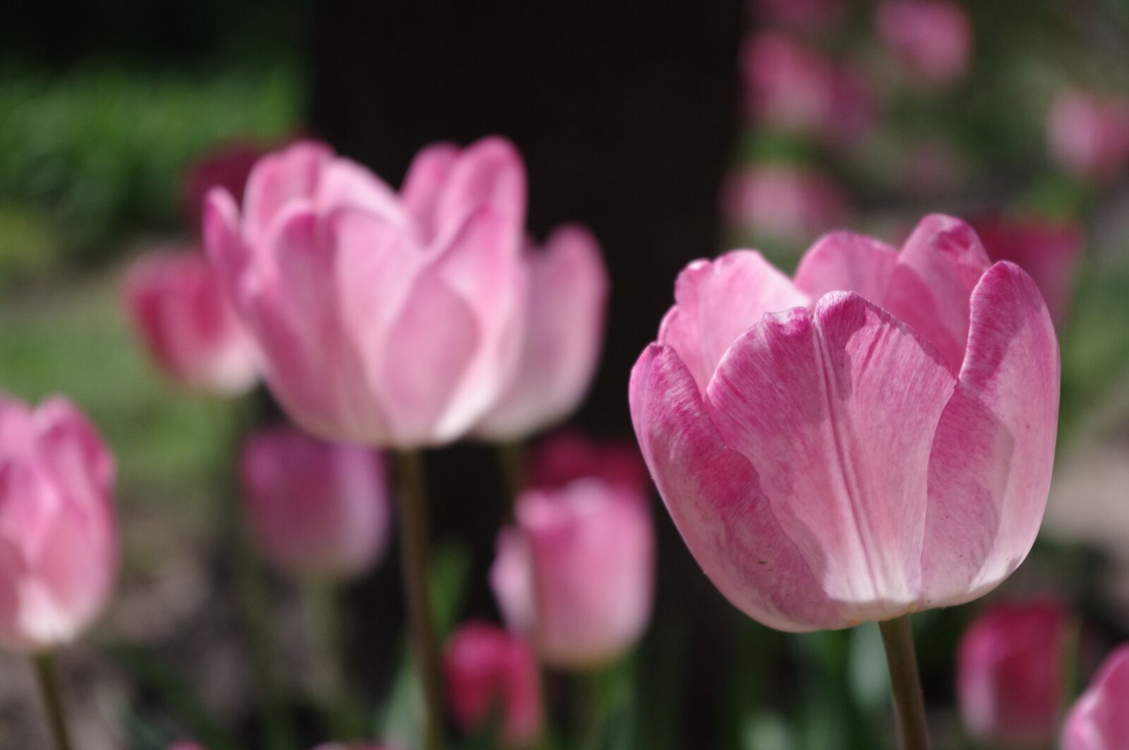 Pentax K-r sample photo. Tulip, garden, flower photography