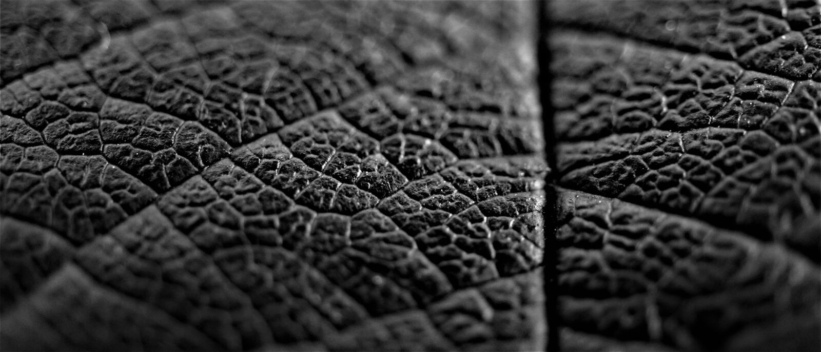 Sony E 30mm F3.5 Macro sample photo. Background, leaf, black photography