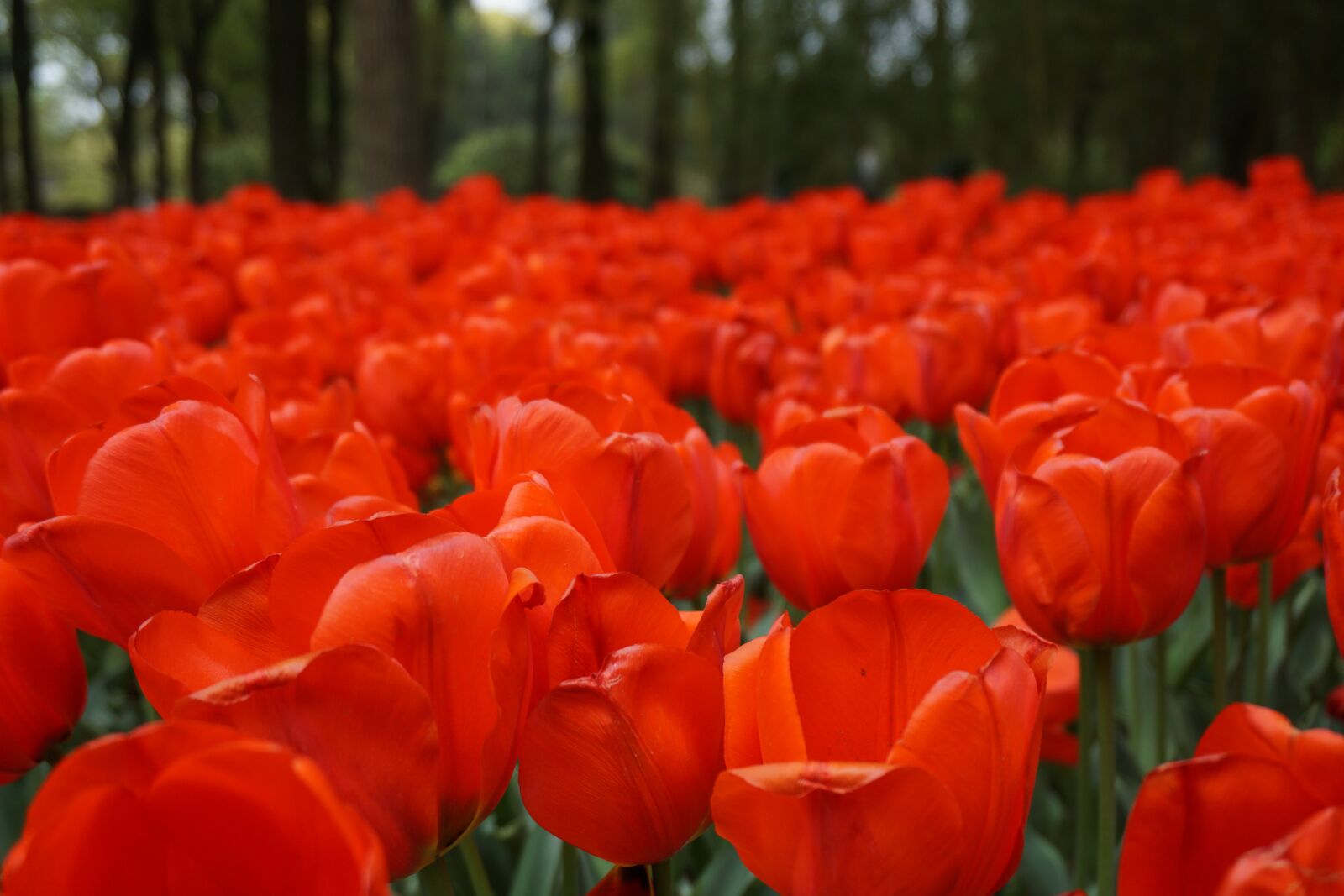 Sony a6000 sample photo. Flowers, red, beautiful photography