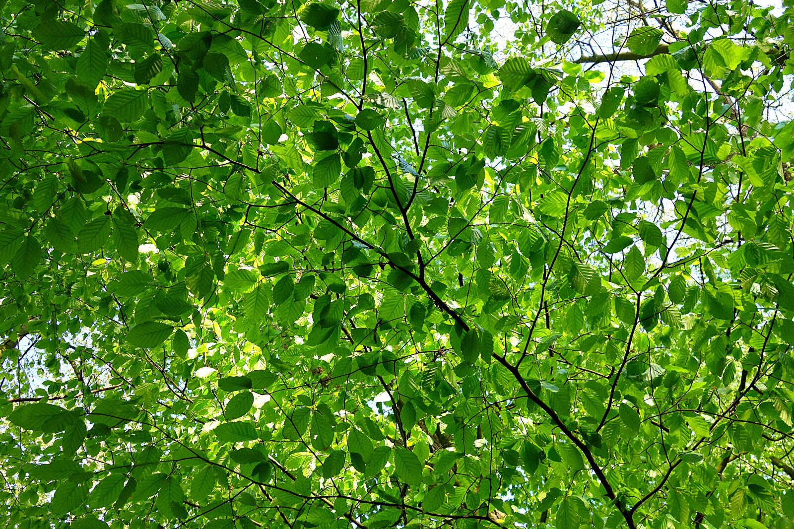 Sony Cyber-shot DSC-RX100 sample photo. Leaf, foliage, branch photography