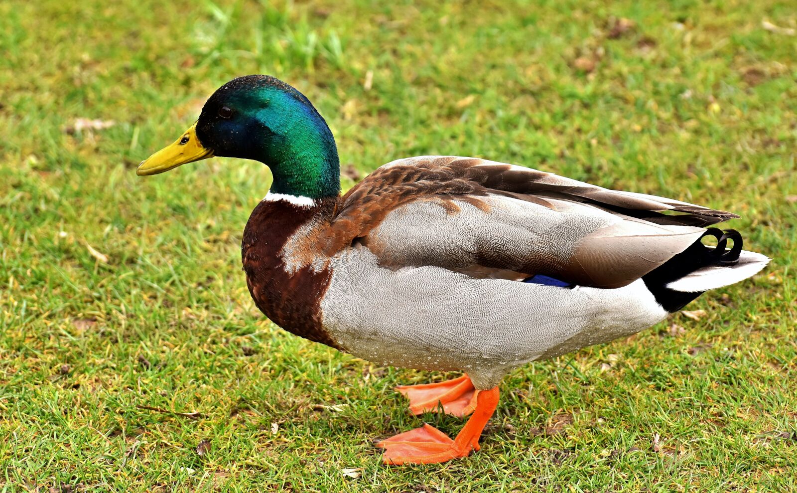 Nikon D7200 sample photo. Mallard, drake, colorful photography
