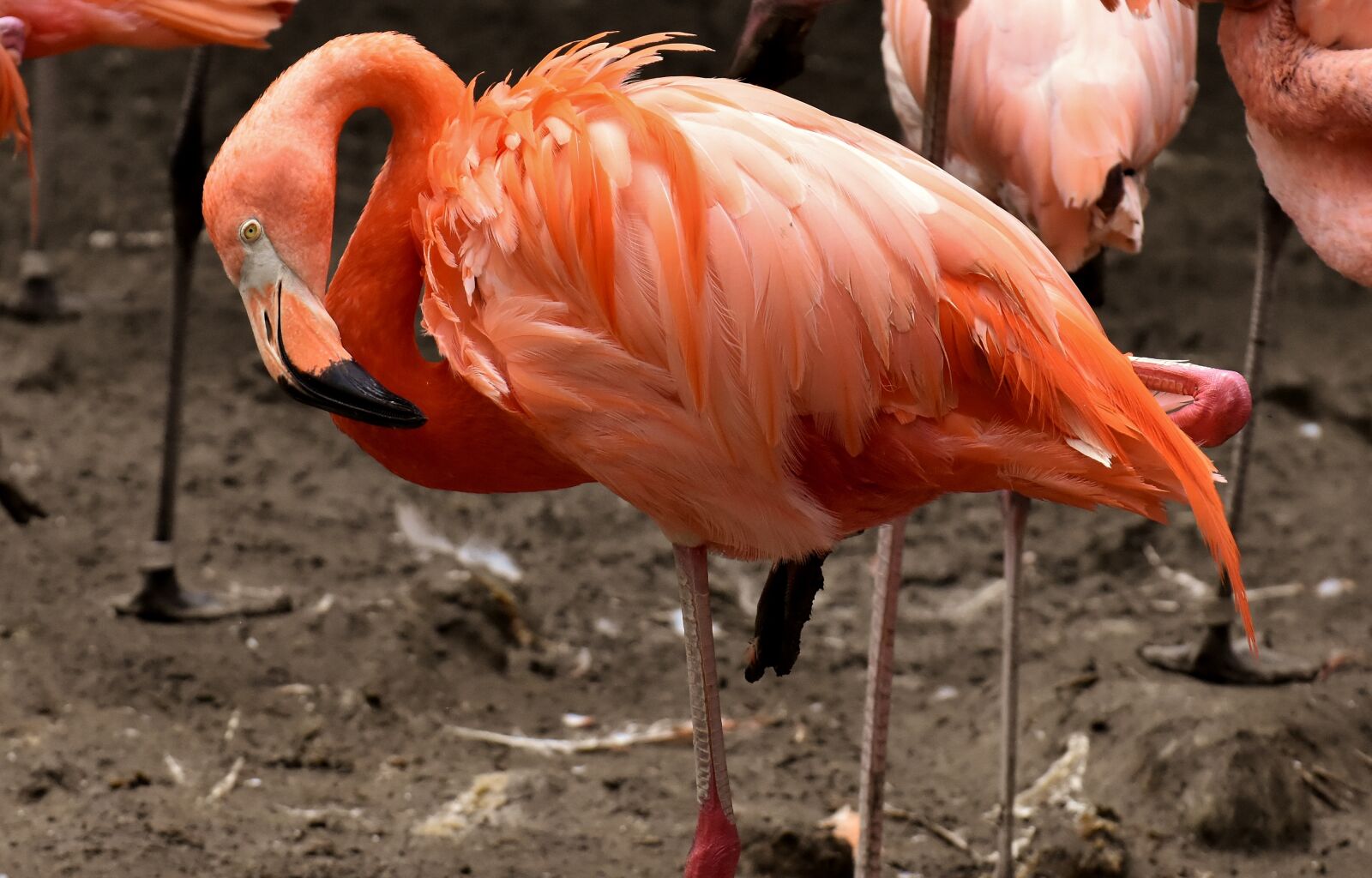 Nikon D7200 sample photo. Flamingo, bird, colorful photography