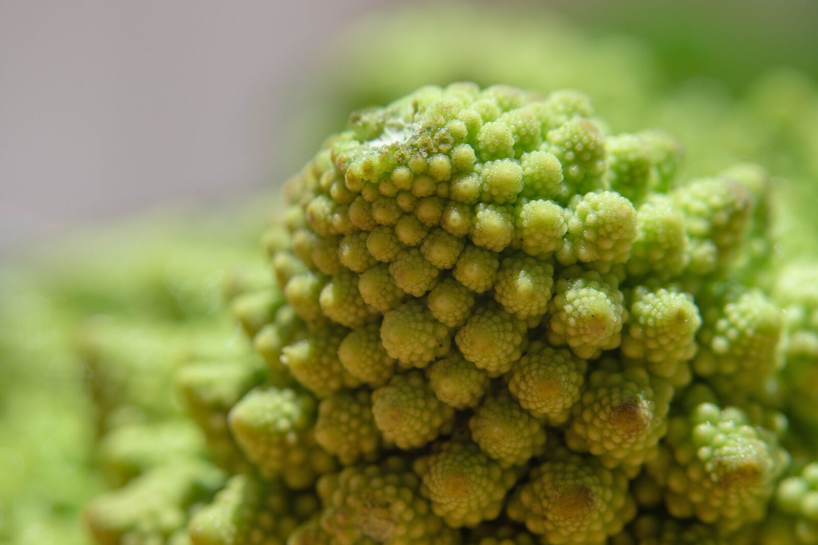 Canon EOS 6D Mark II sample photo. Cabbage, torentjeskool, romanesco photography