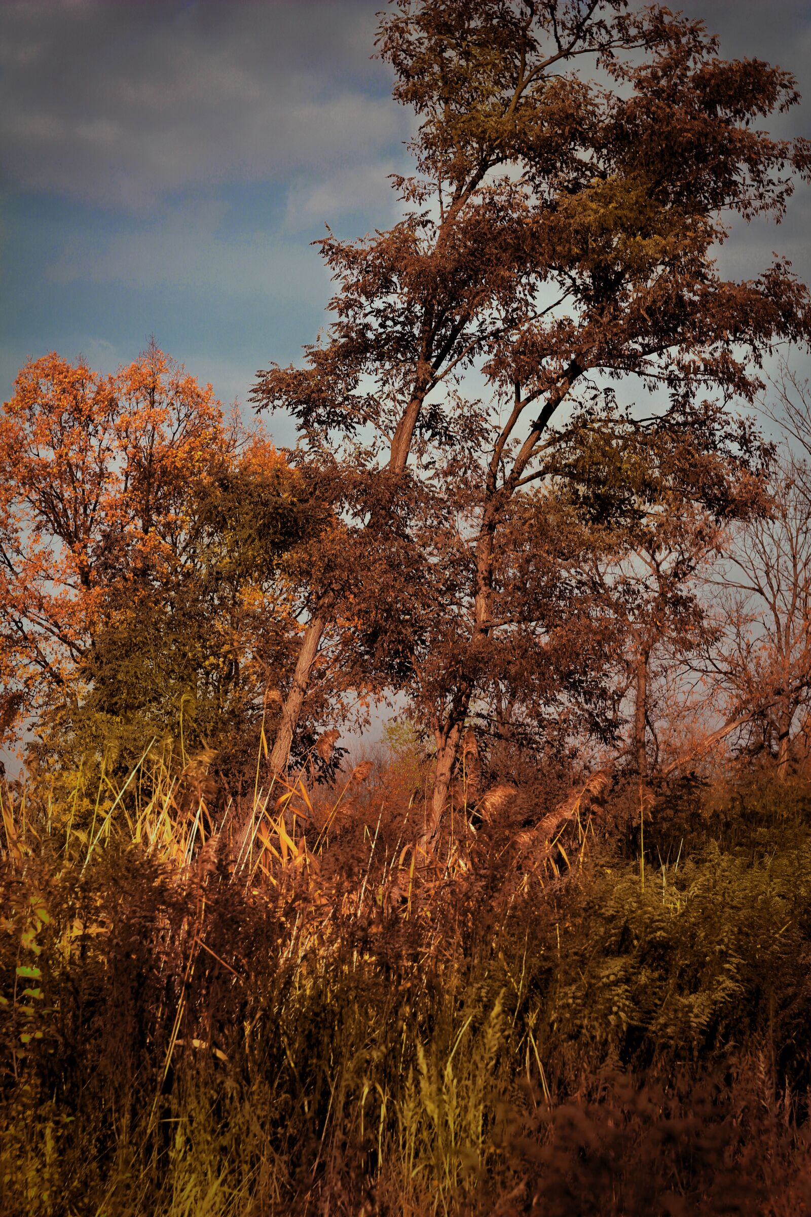 Canon EOS 1200D (EOS Rebel T5 / EOS Kiss X70 / EOS Hi) sample photo. Tree, grass, nature photography