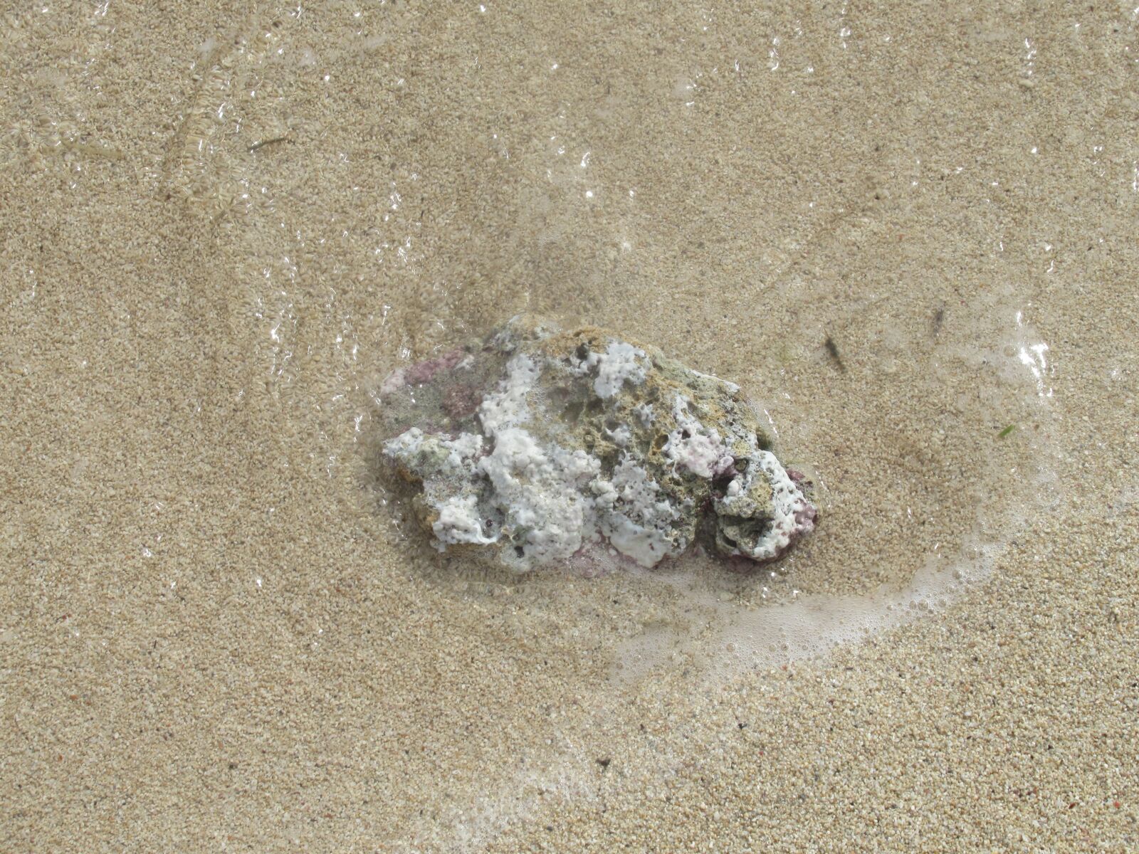 Canon PowerShot SX620 HS sample photo. Coral, ocean, sand photography